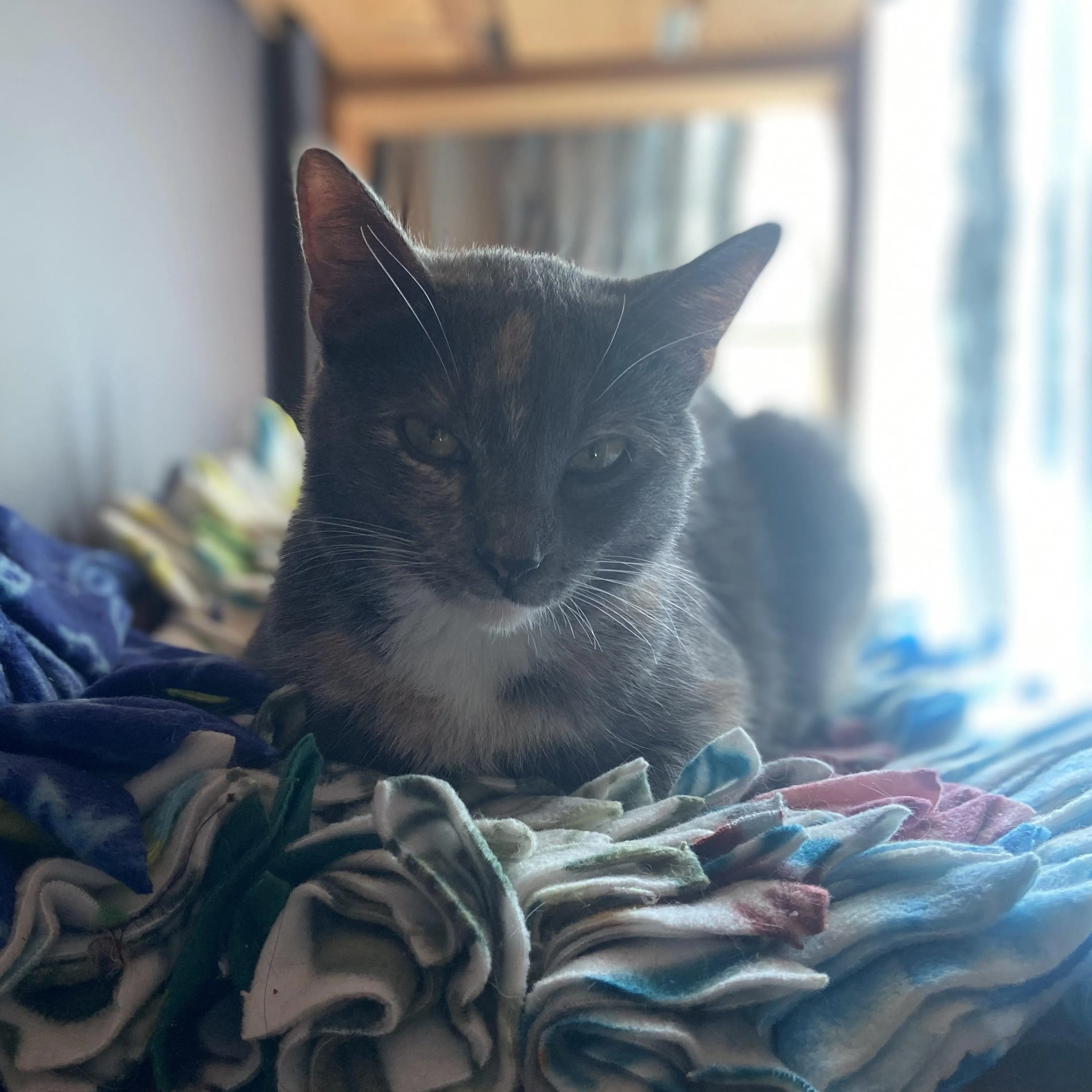 Found pet-0