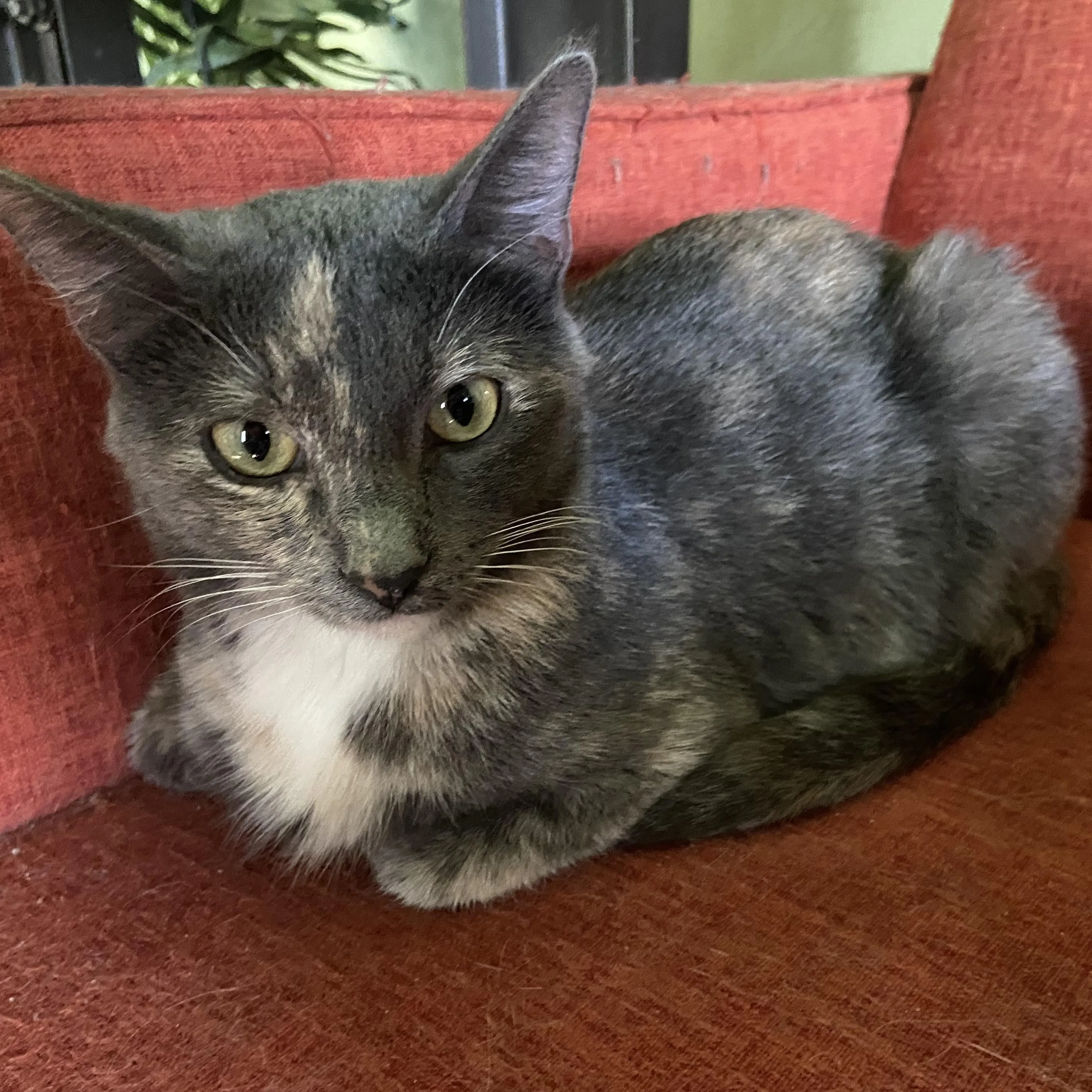 Found pet-4