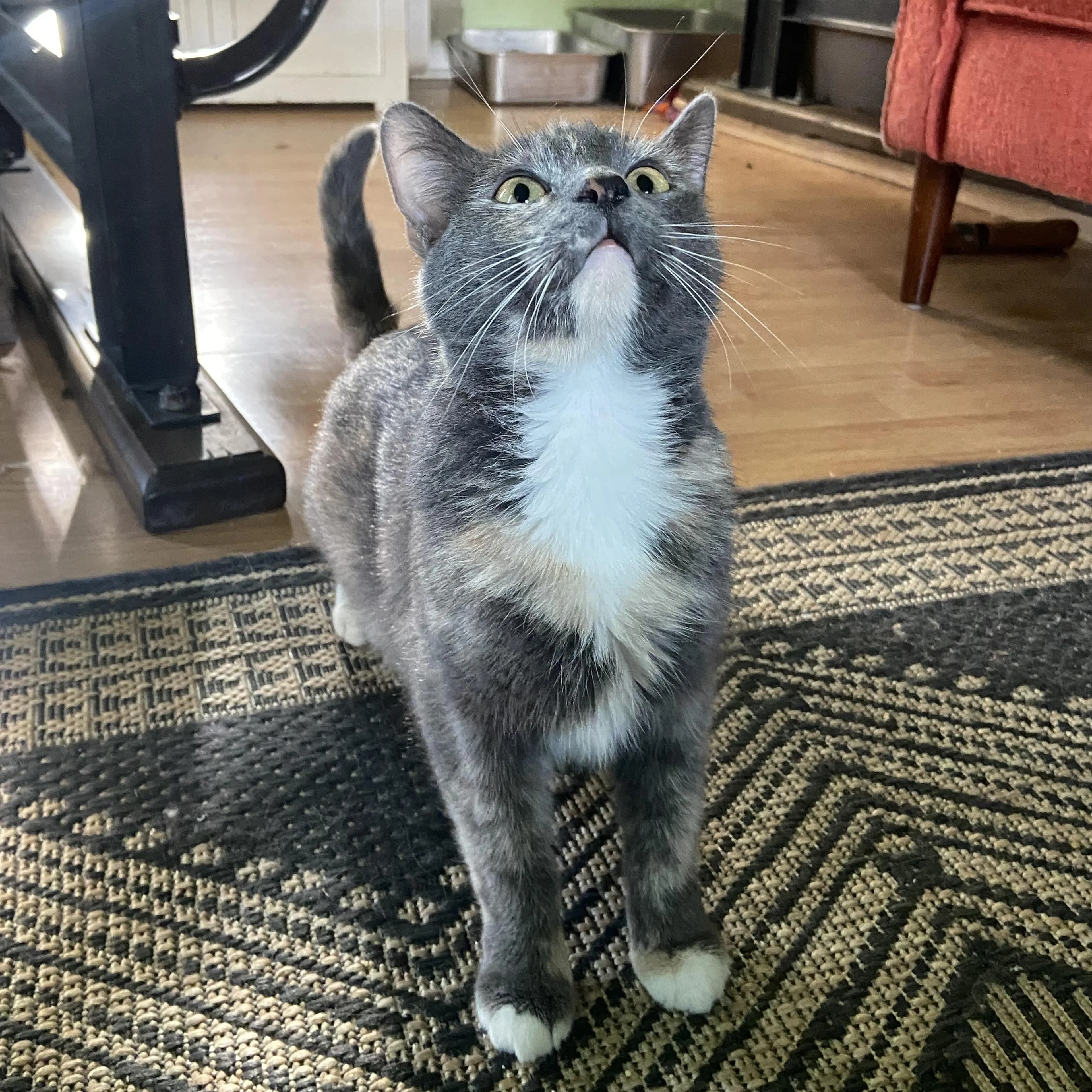 Found pet-5