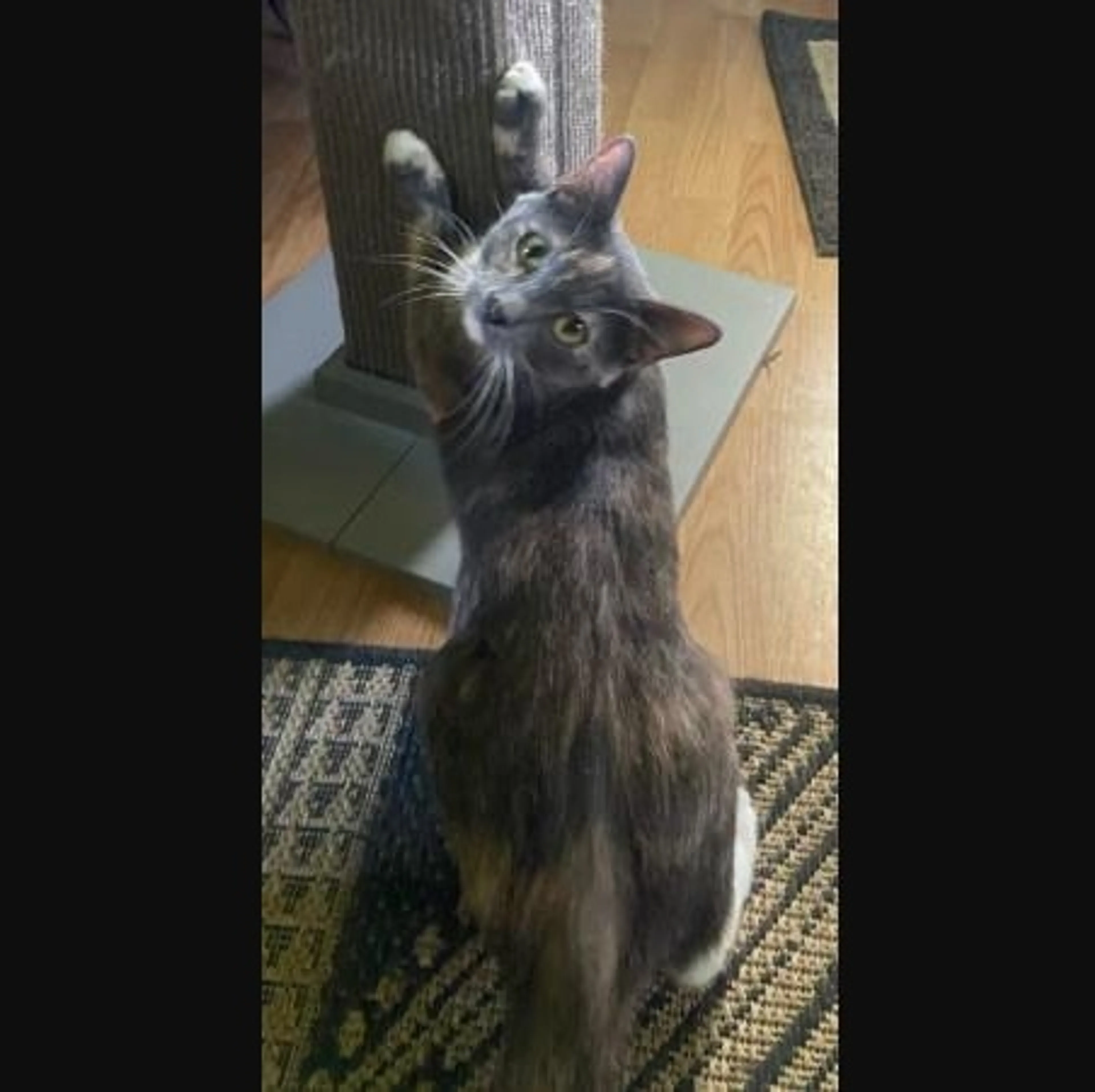 Found pet-2