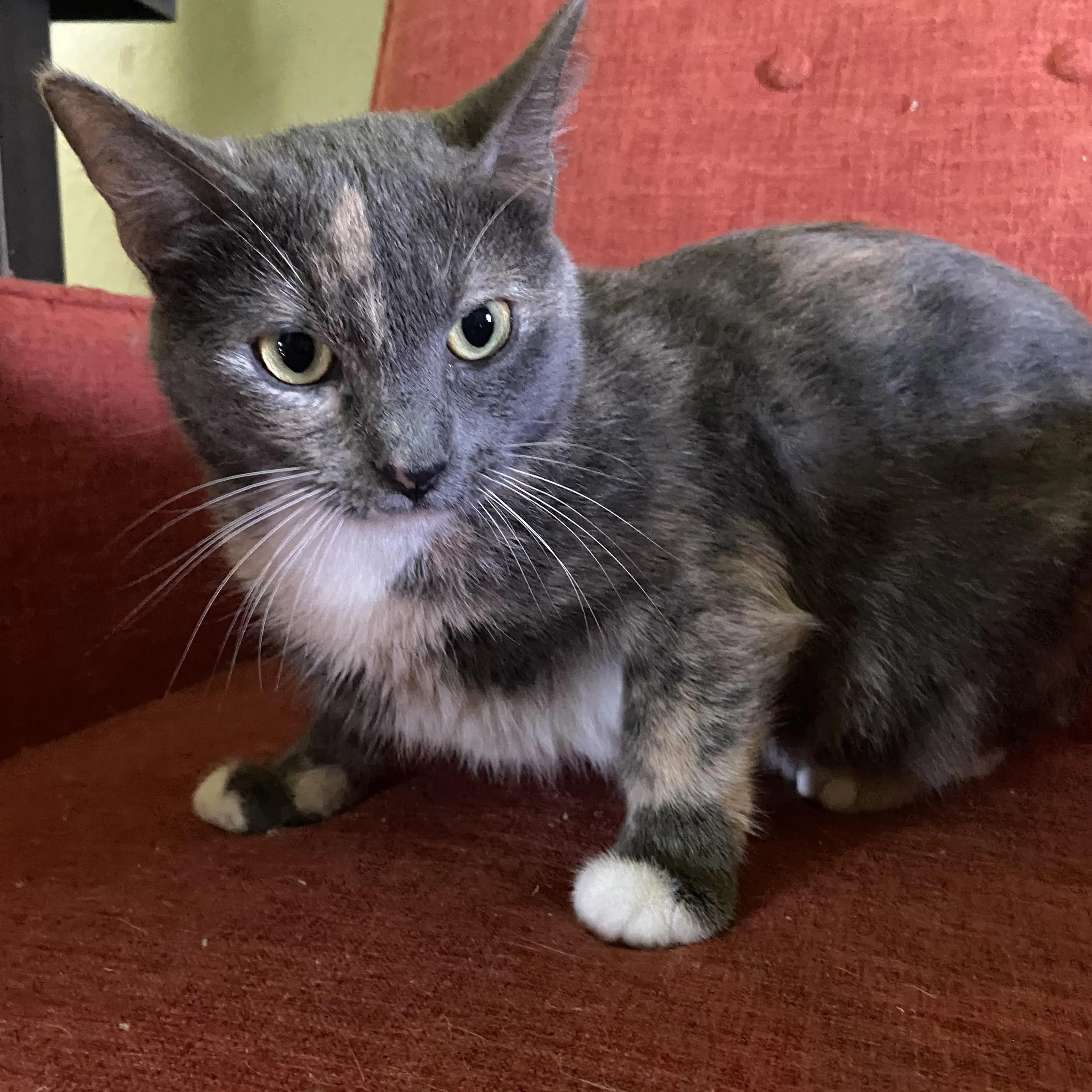 Found pet-1