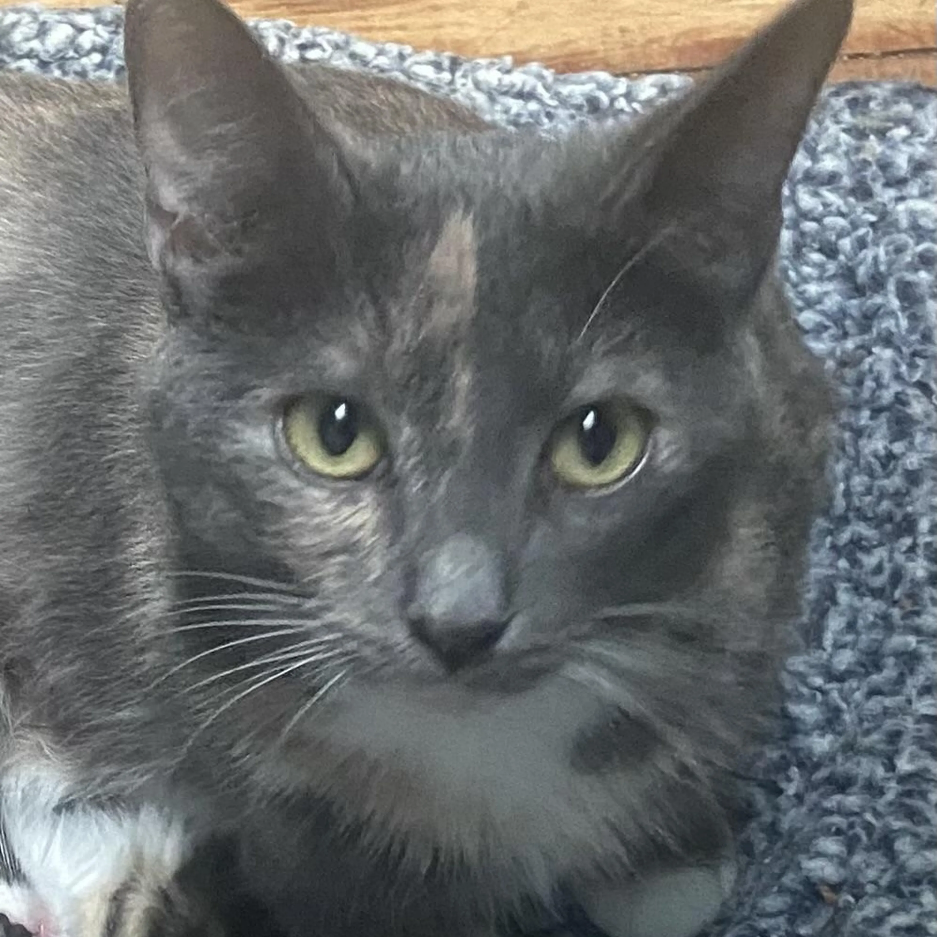 Found pet-3