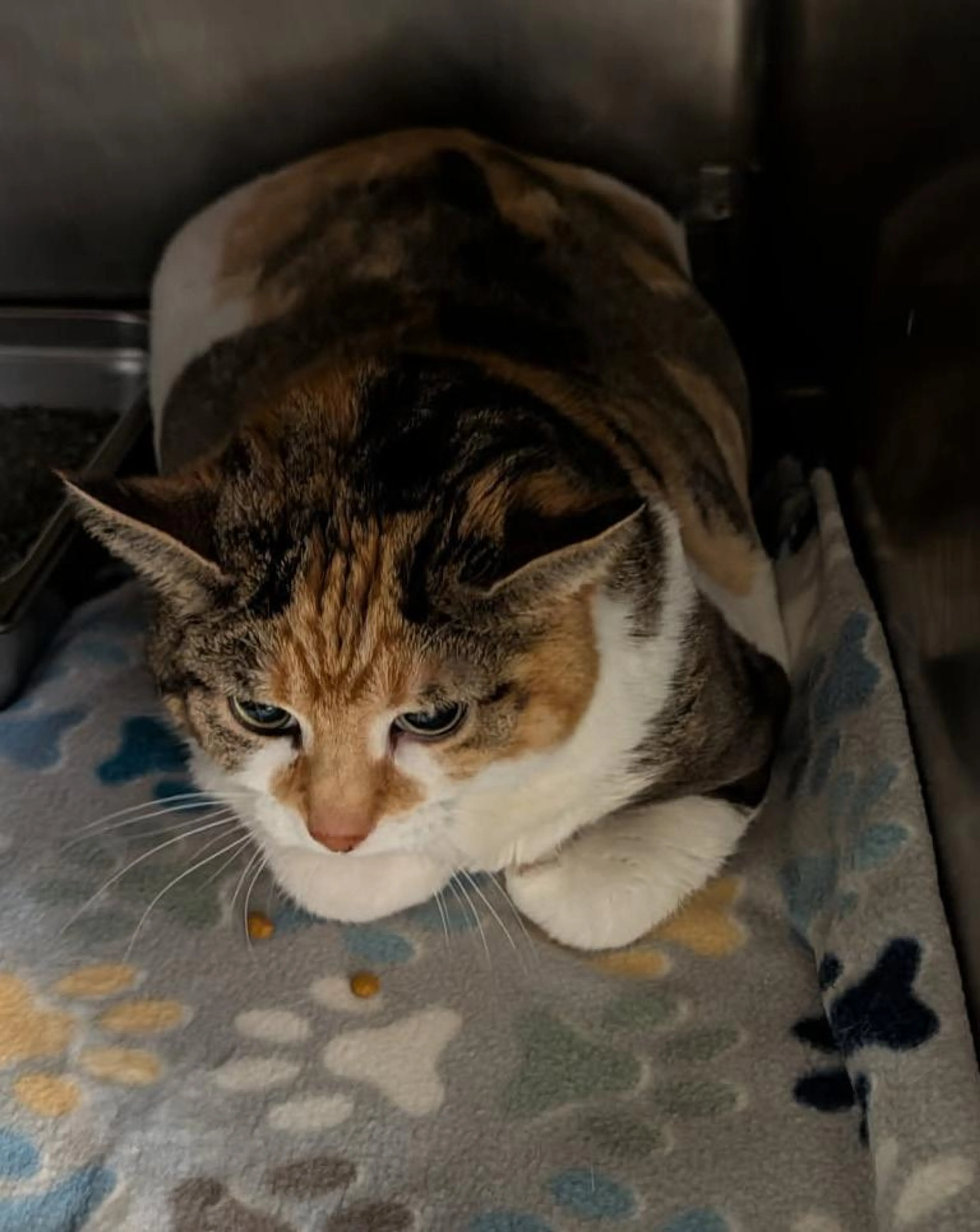 Found pet-2