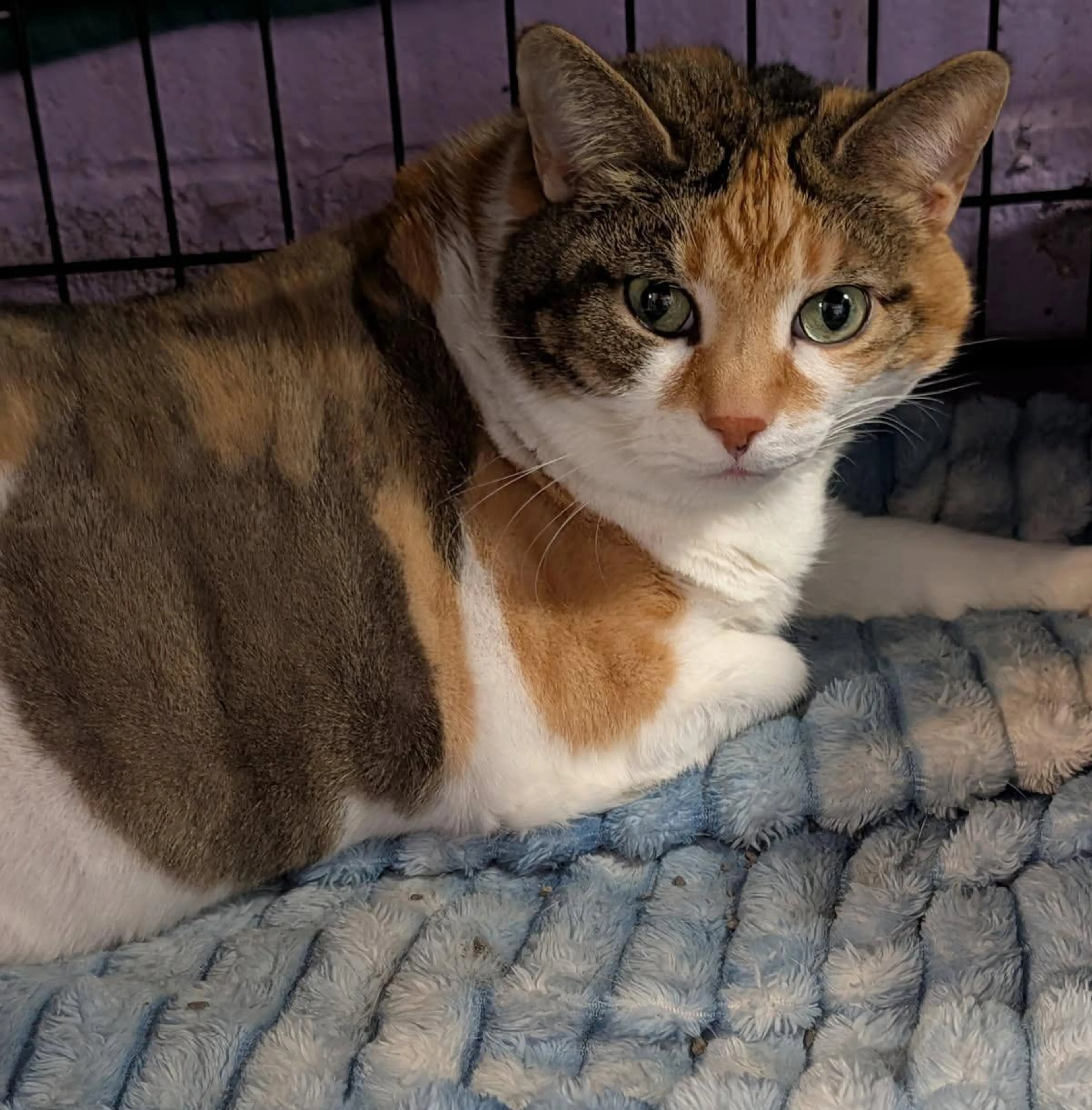 Found pet-5