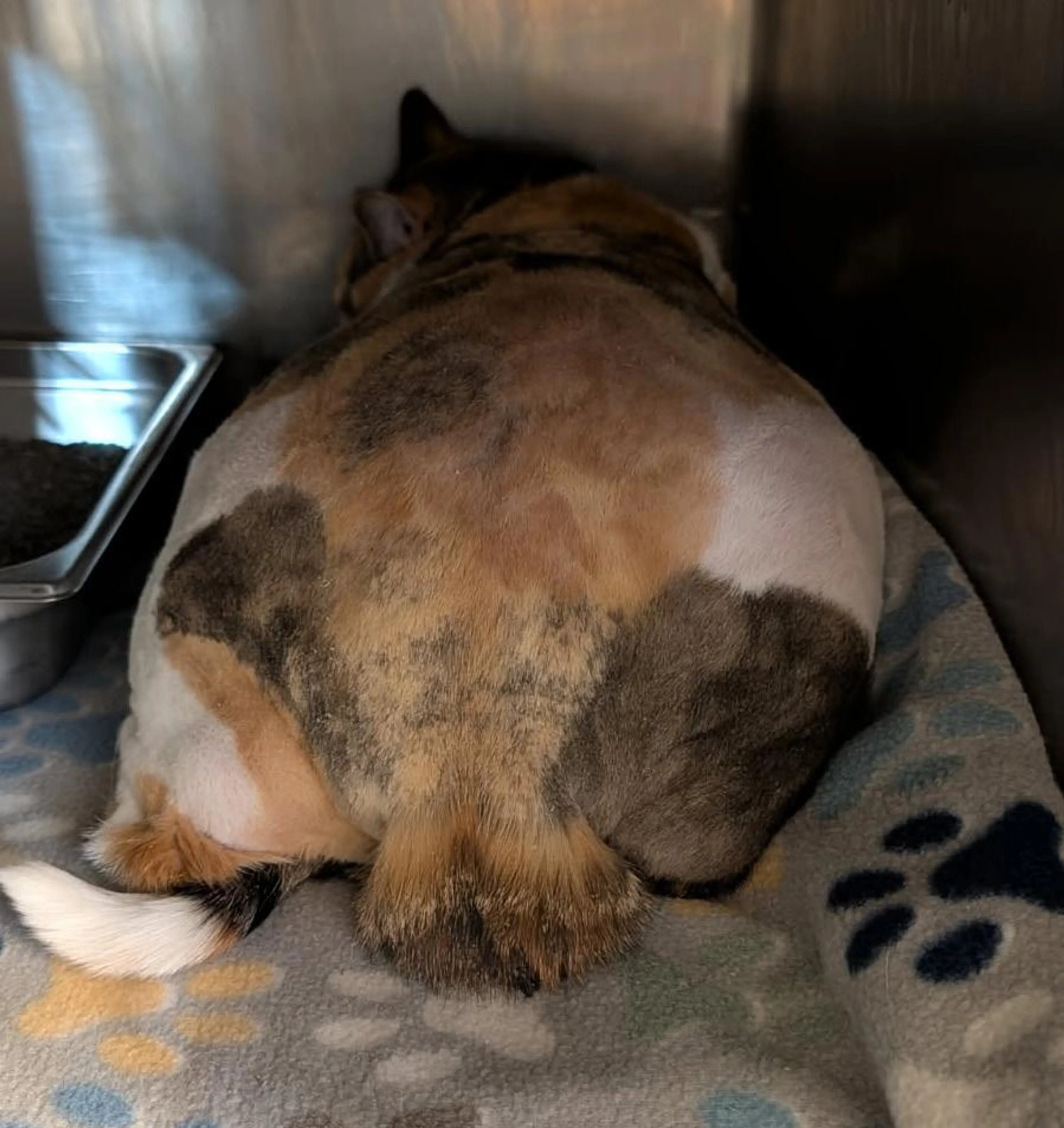 Found pet-1