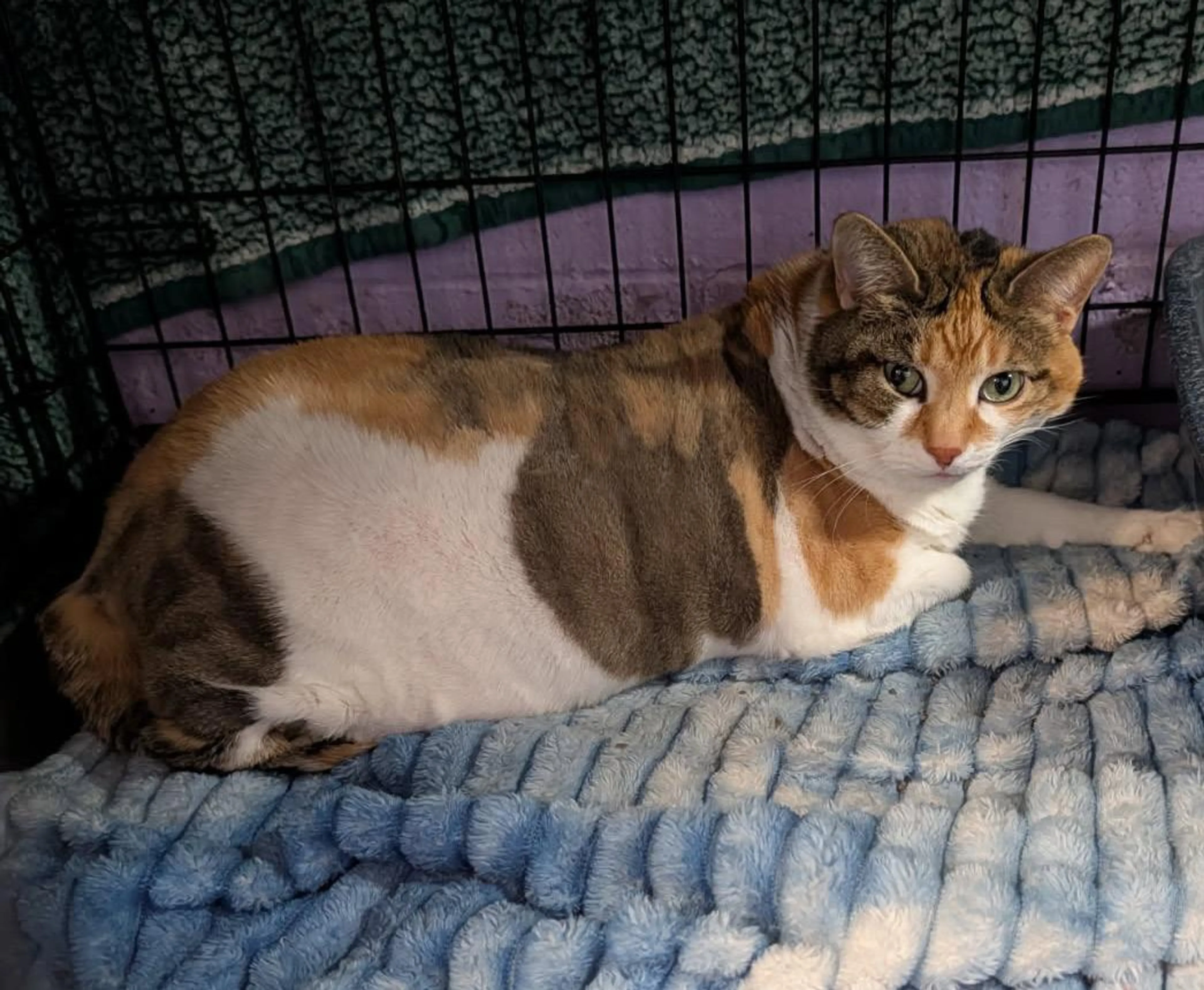 Found pet-0