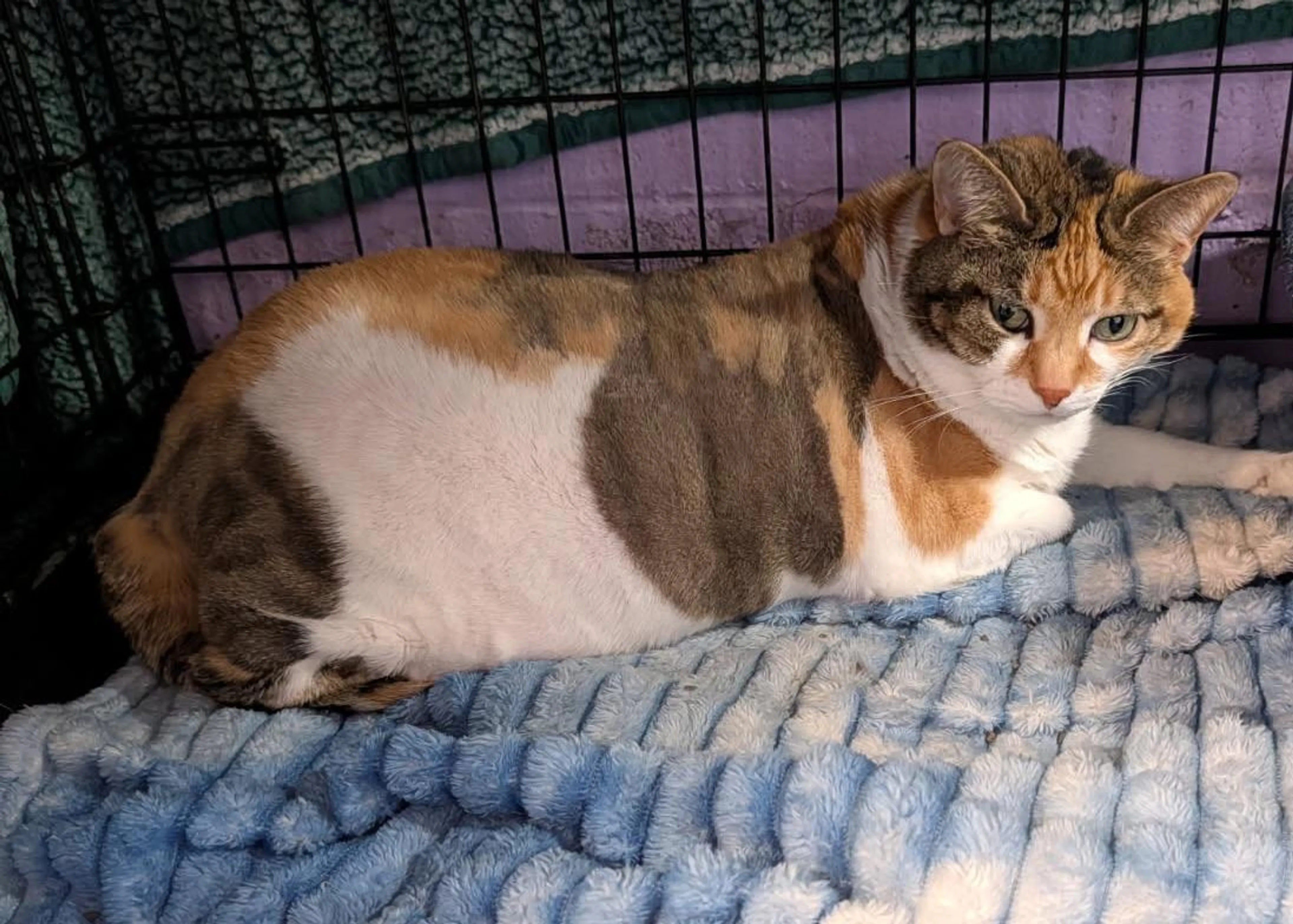 Found pet-3