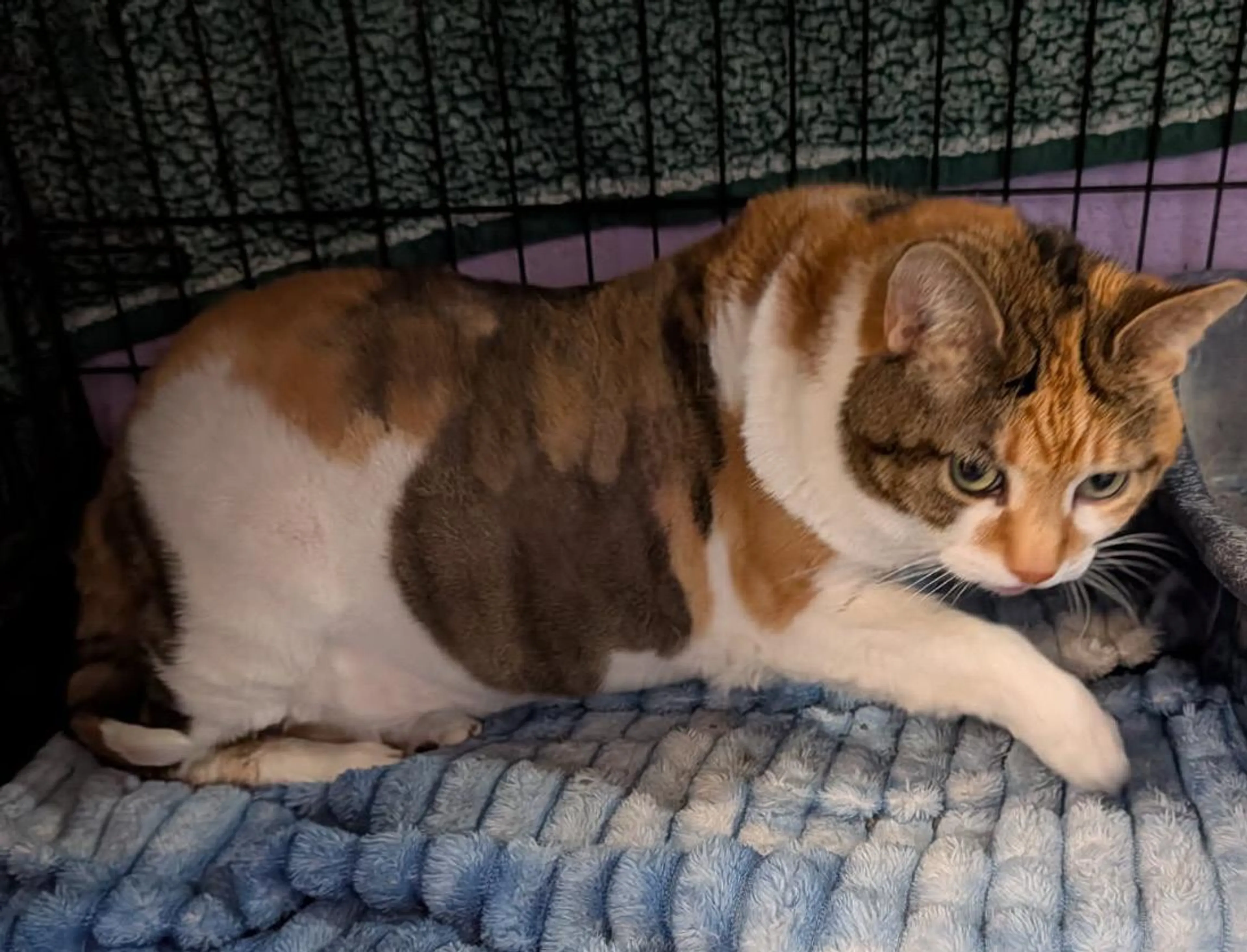 Found pet-4