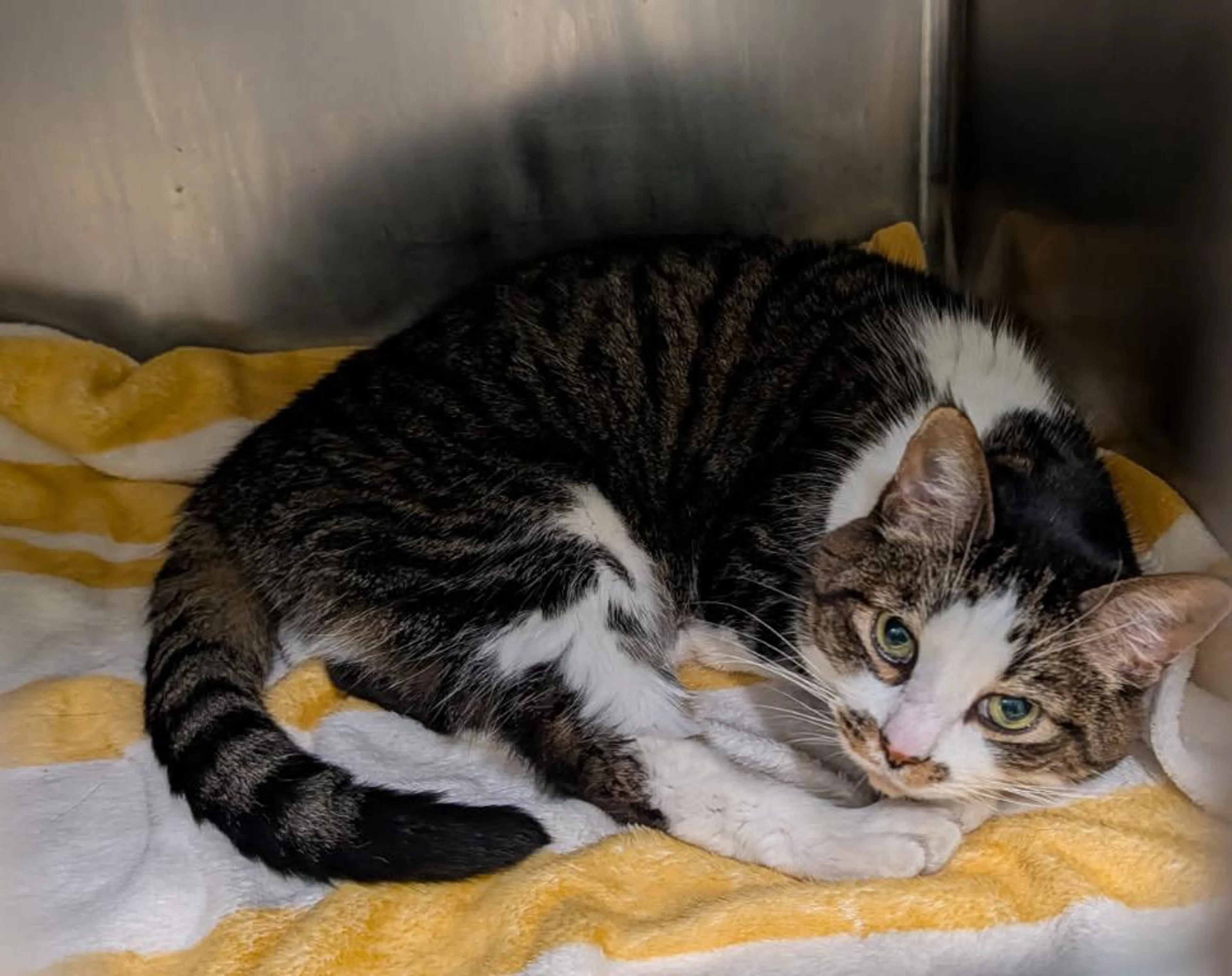 Found pet-4