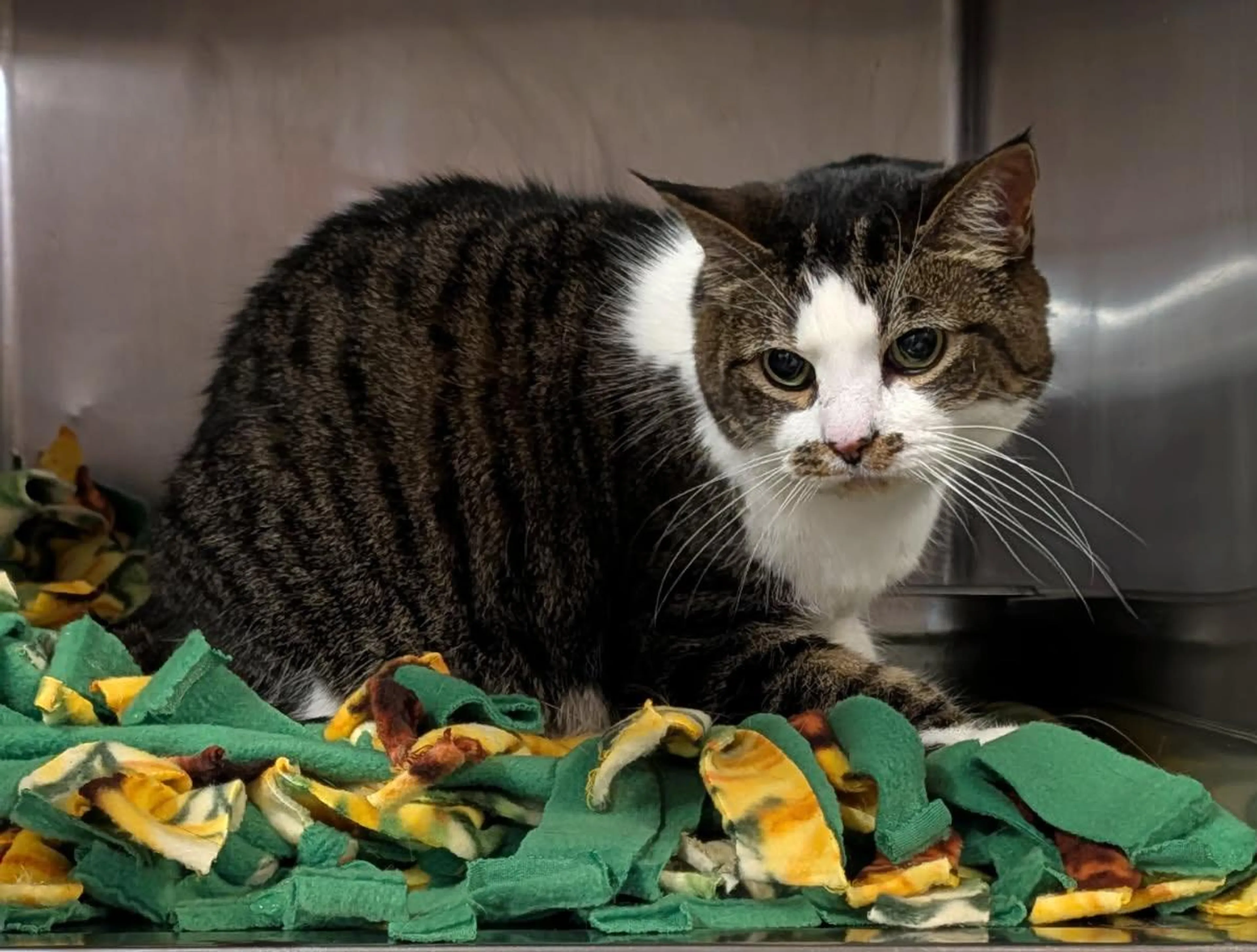 Found pet-1