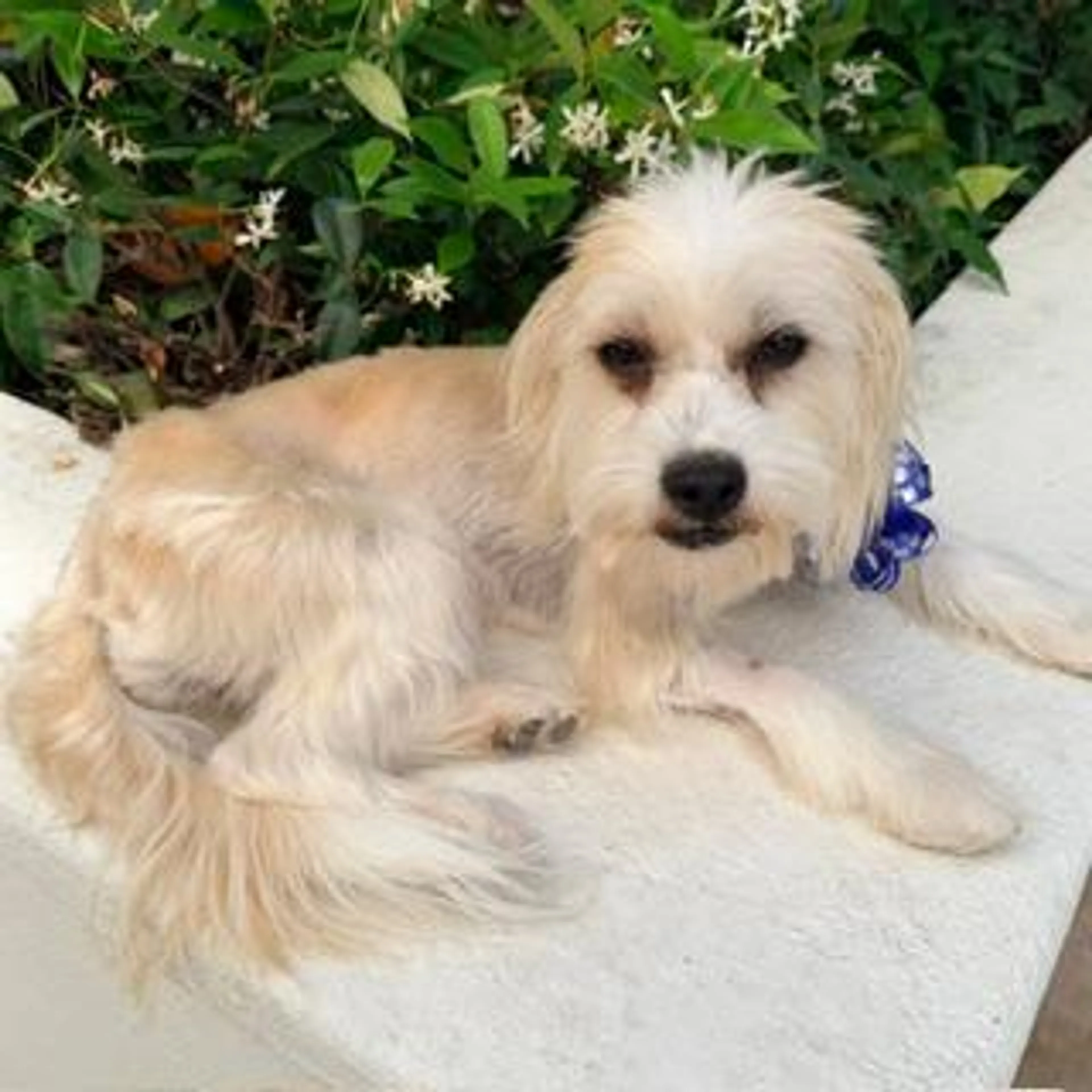 Found pet-2