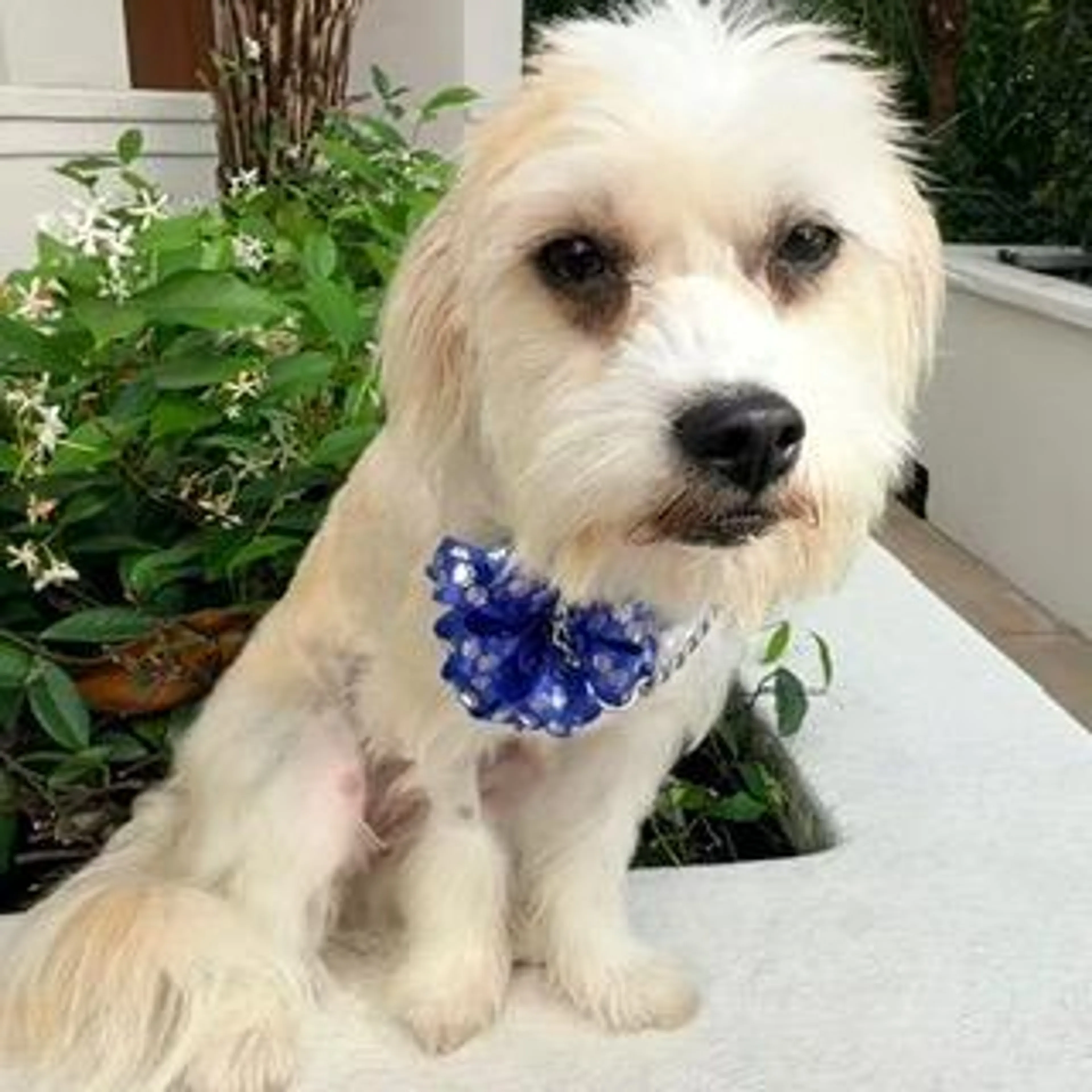 Found pet-1