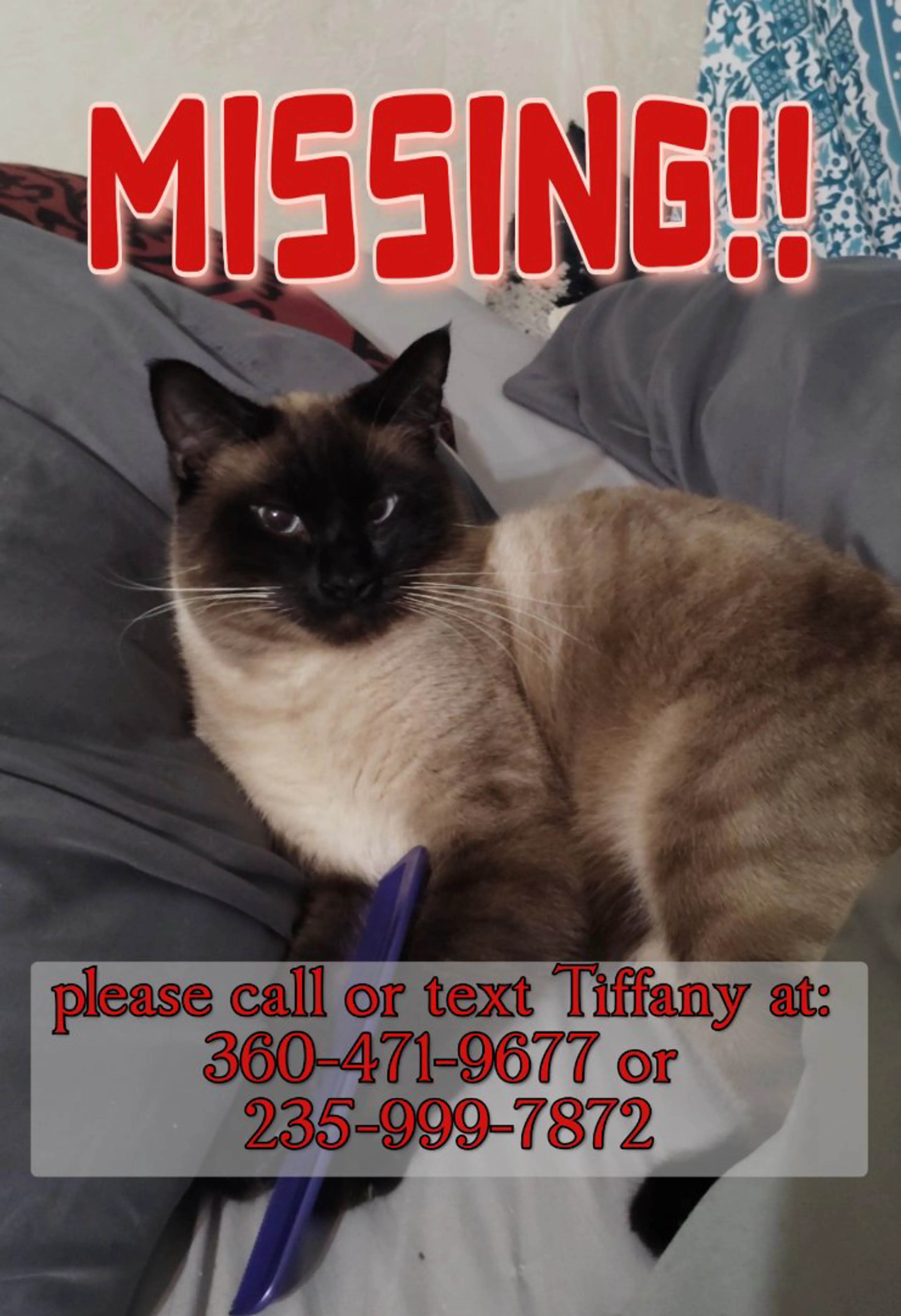 Lost pet