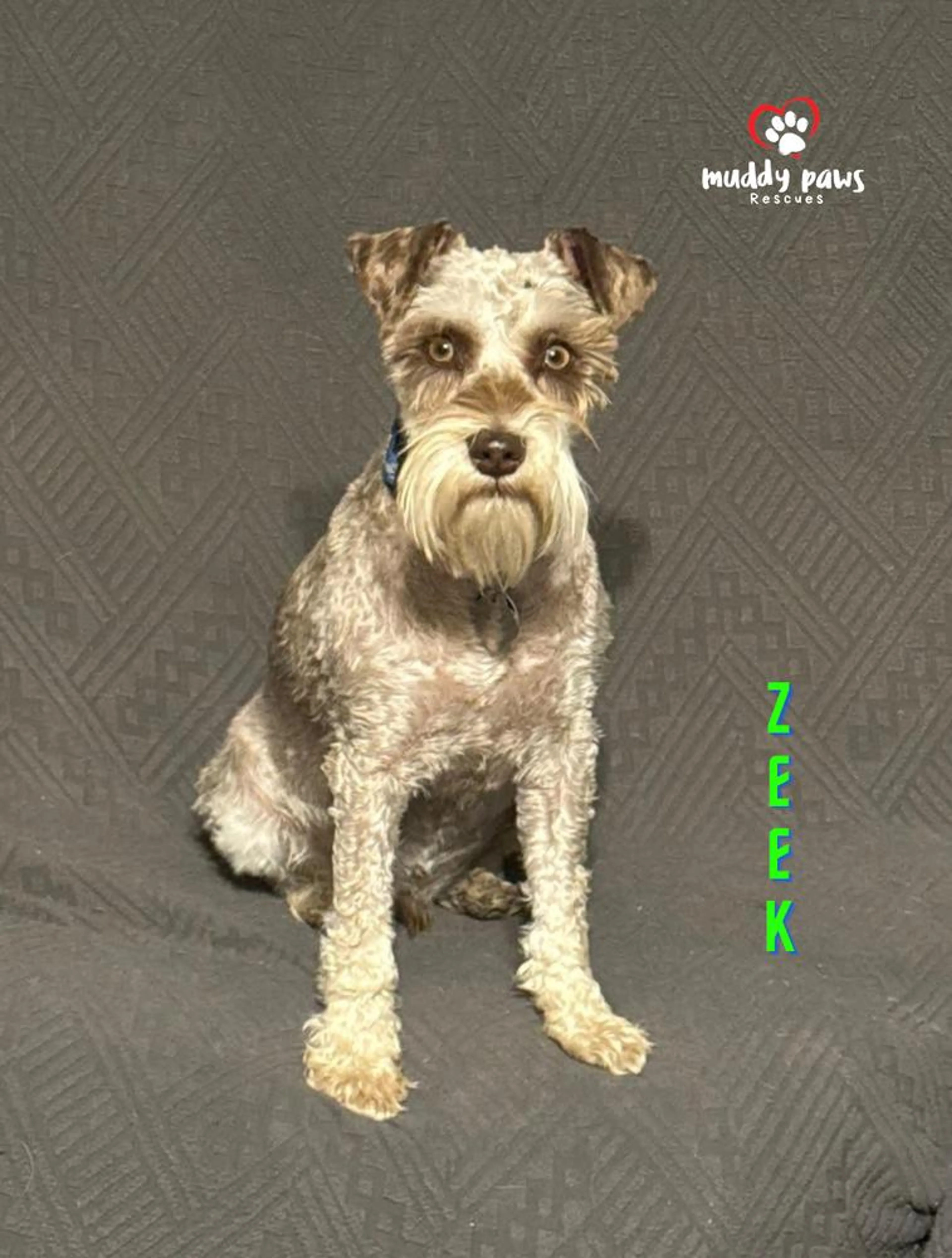 Found pet-1