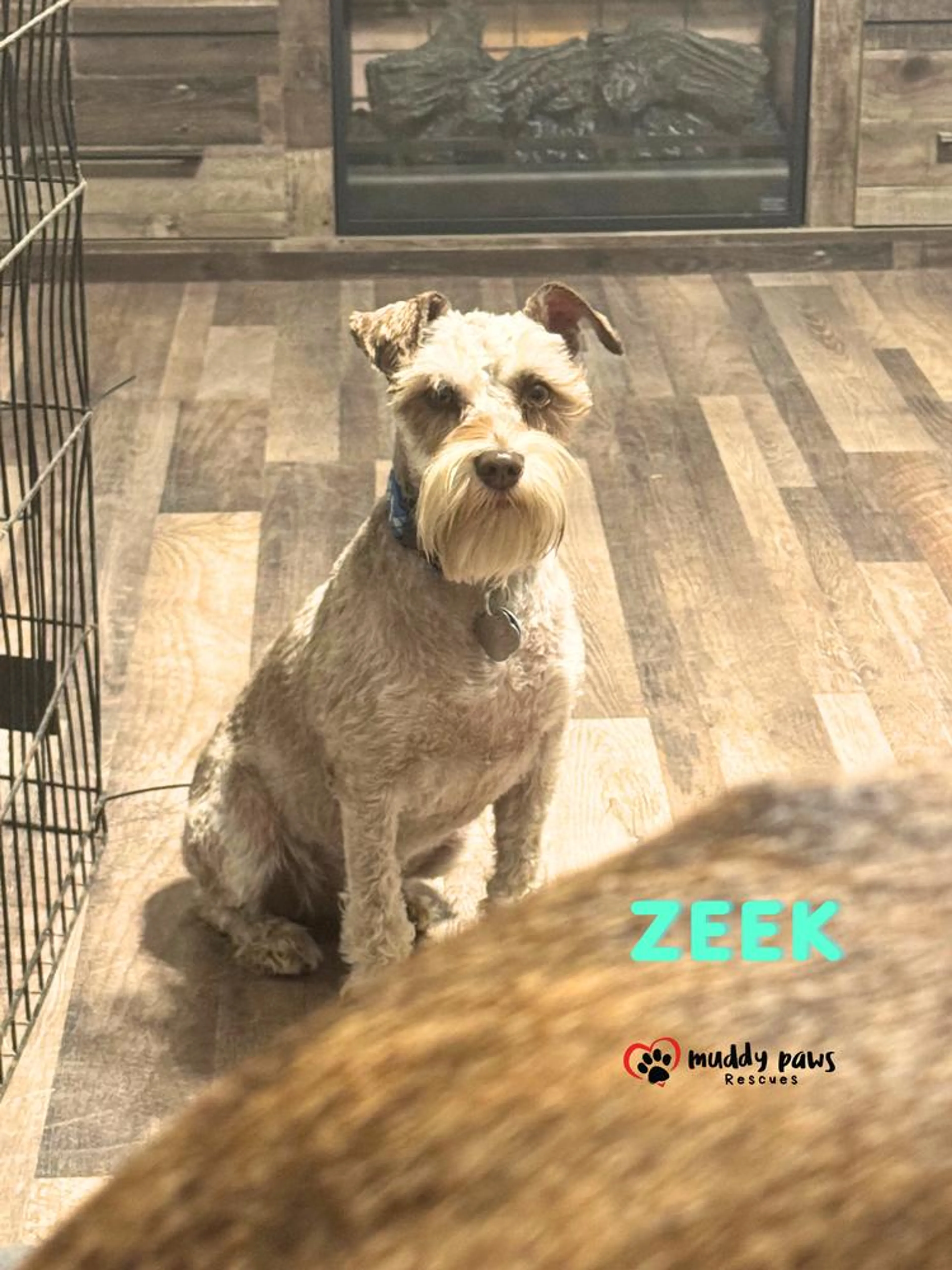 Found pet-1