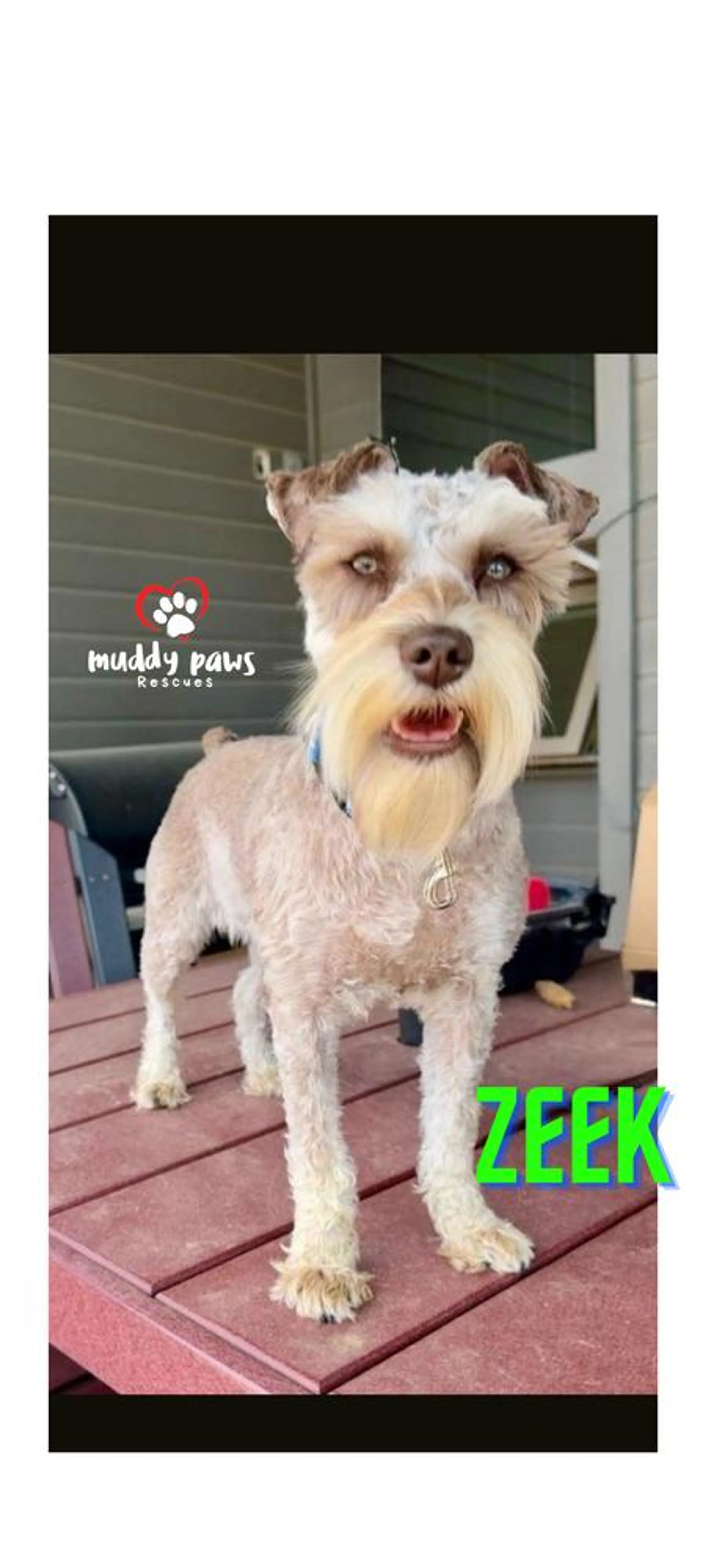 Found pet-2