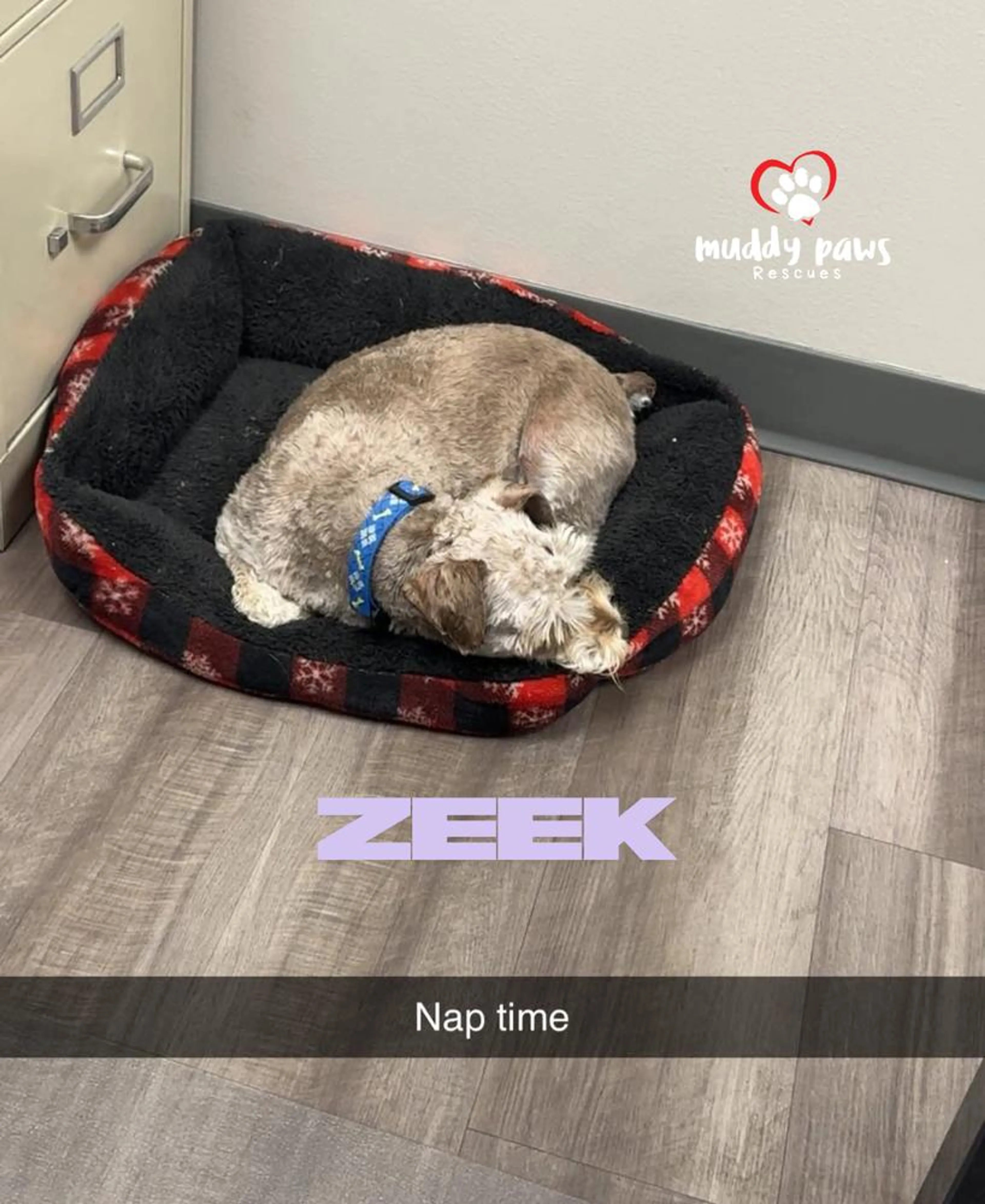 Found pet-3