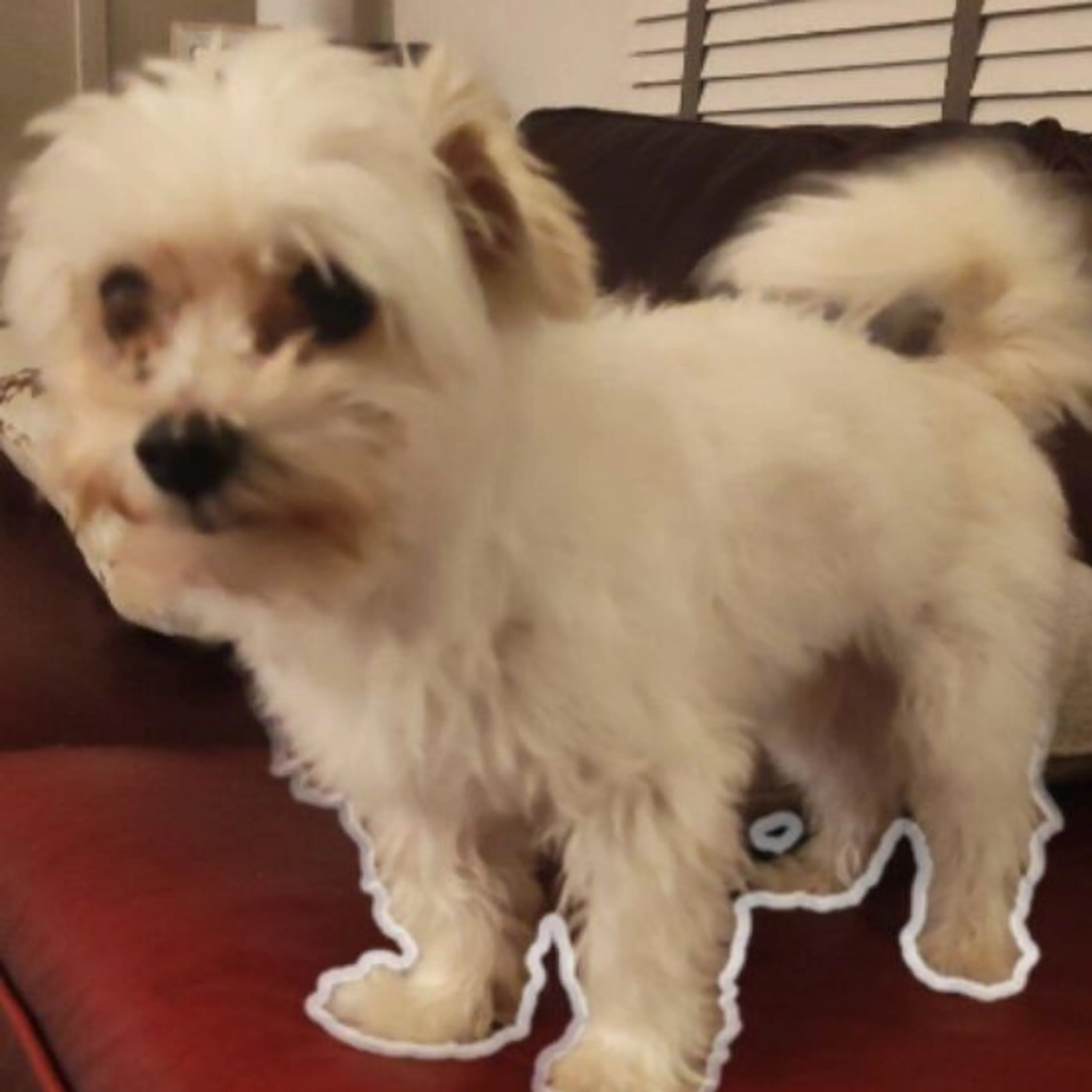 Lost pet