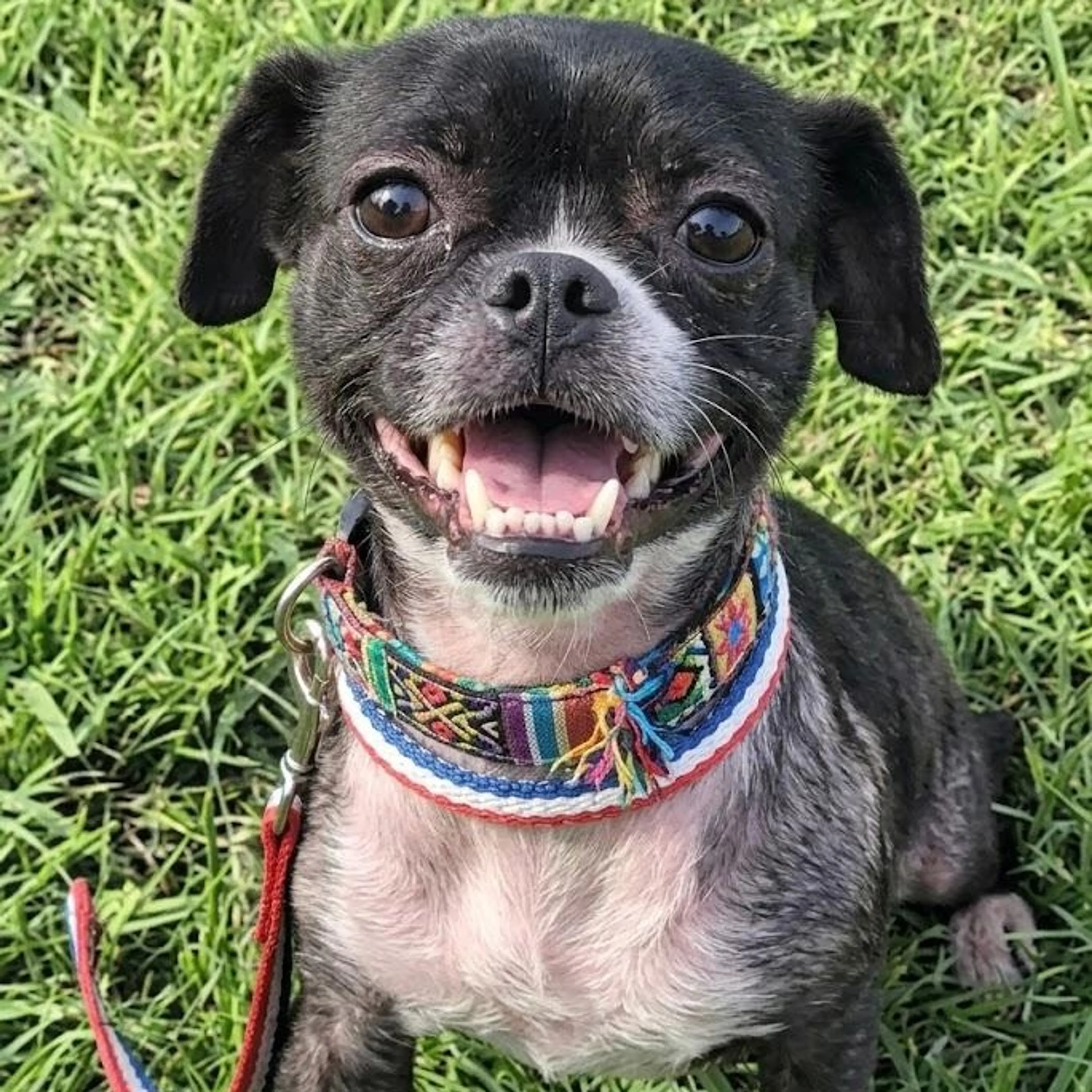 Found pet