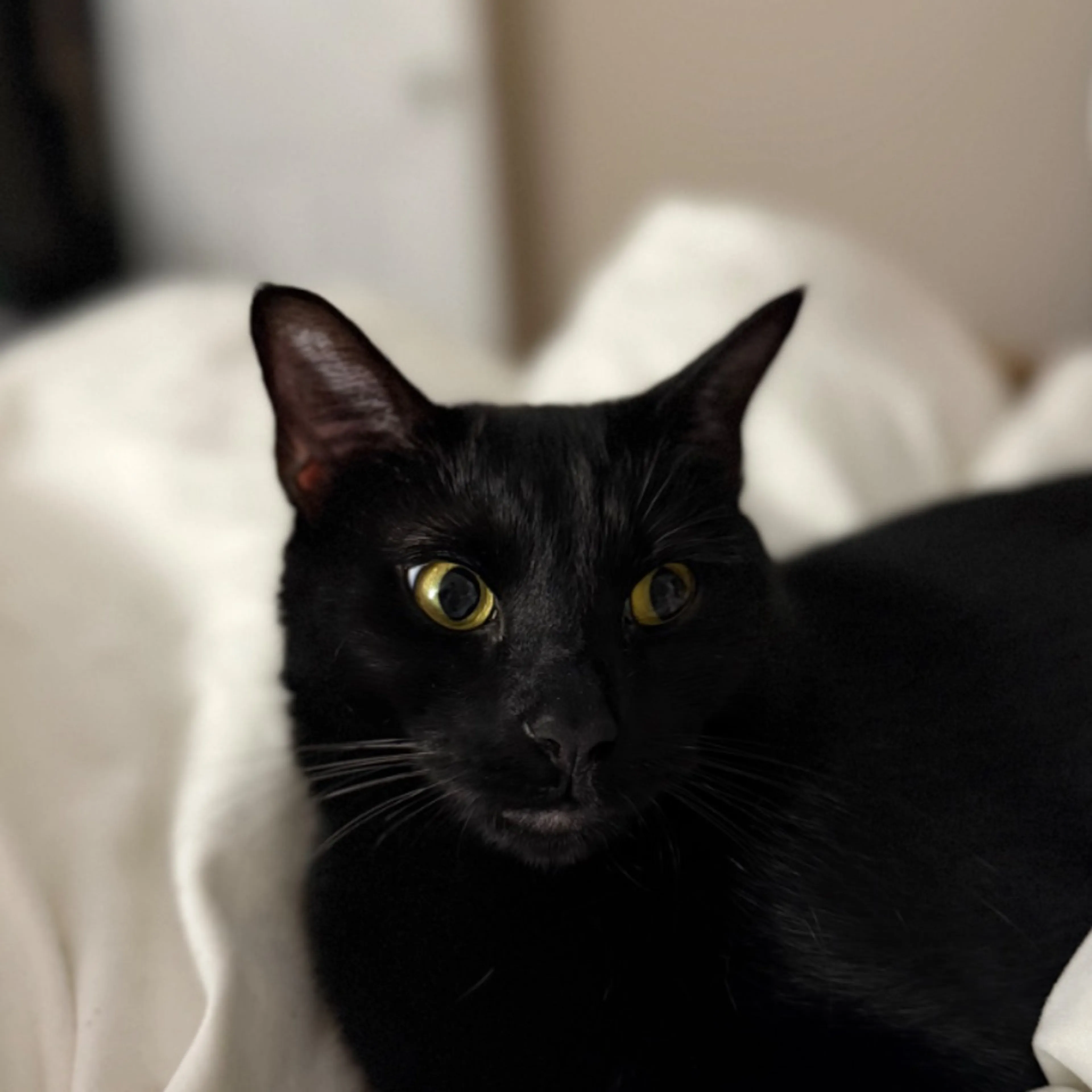 Lost pet