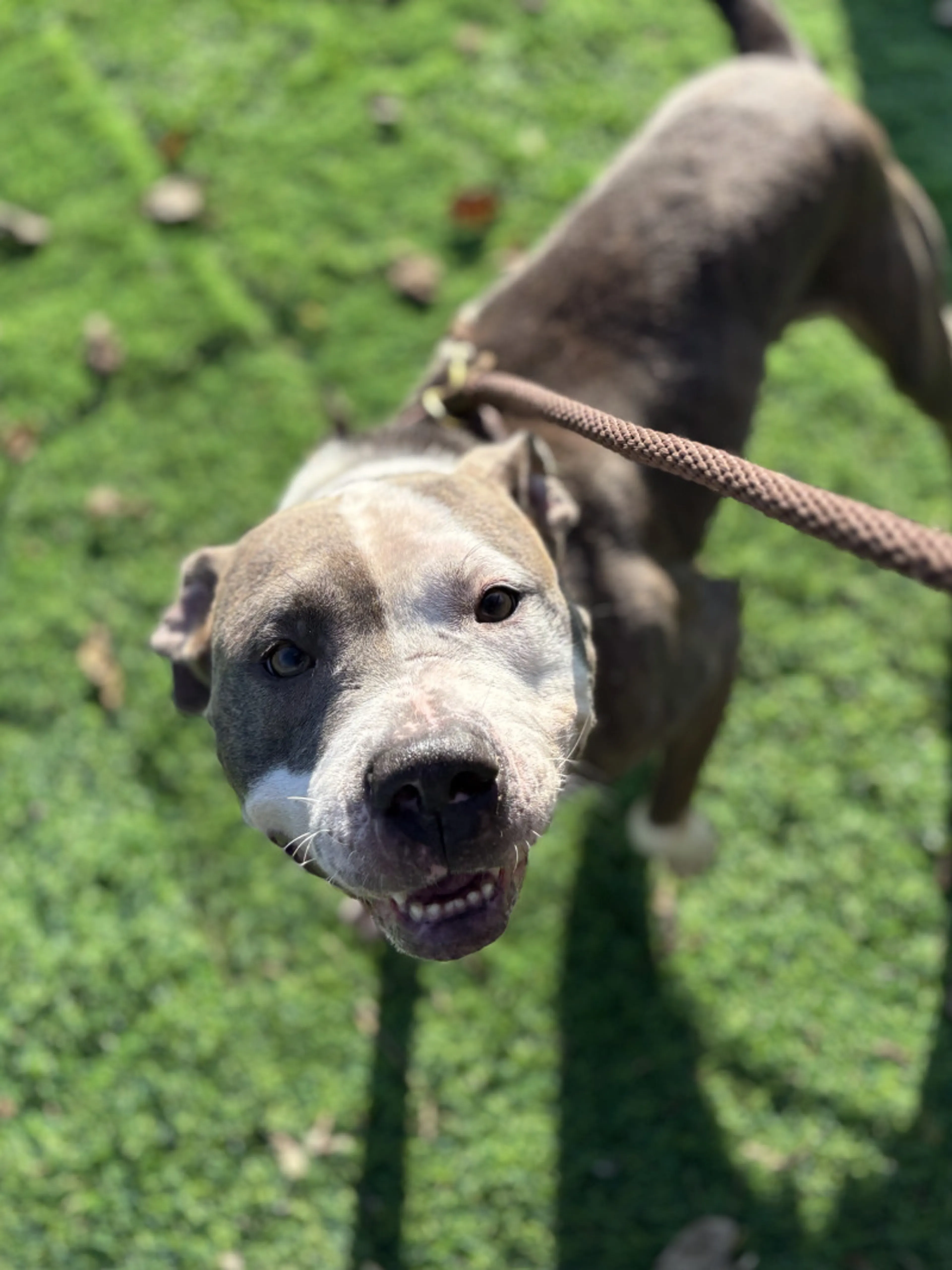 Found pet-4