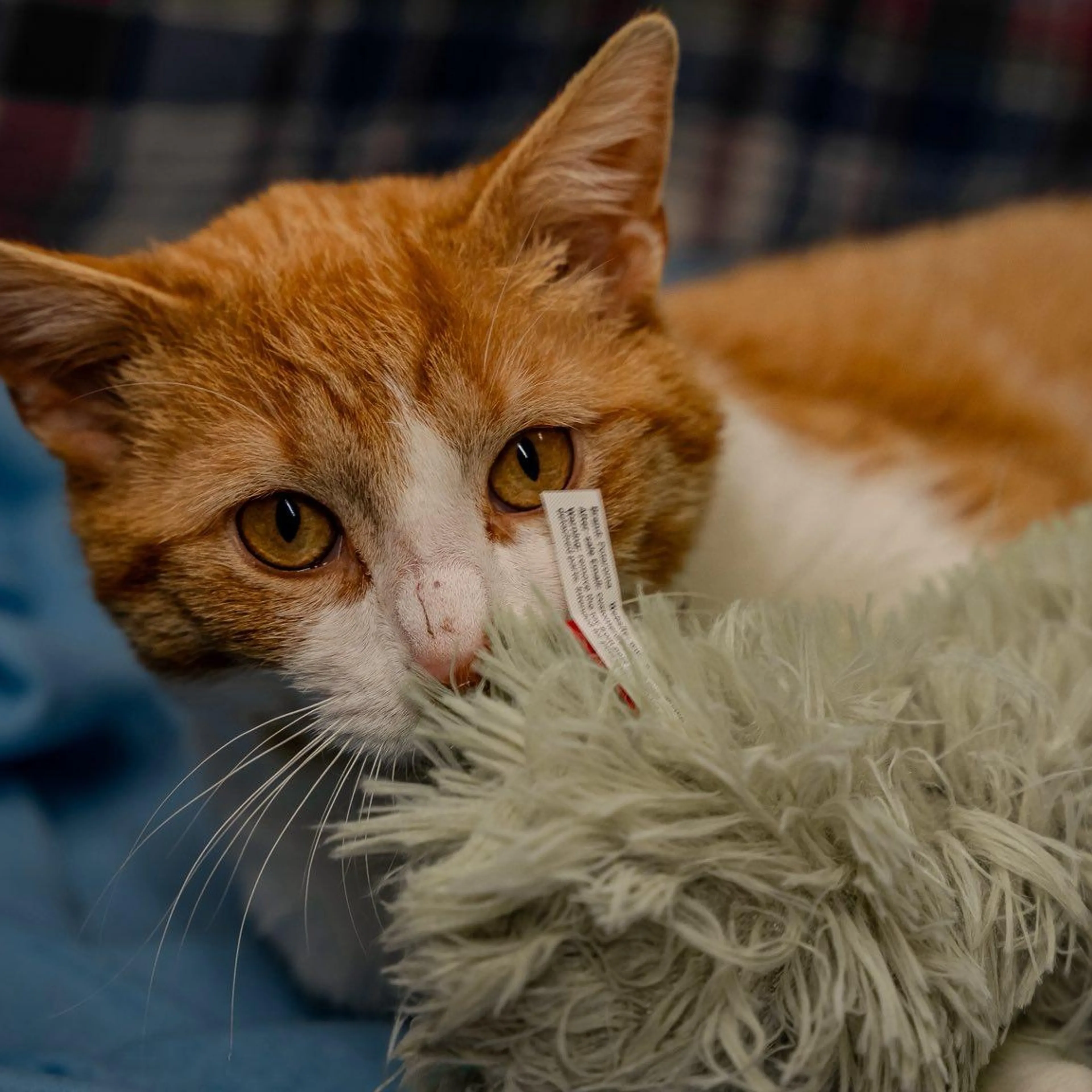 Found pet-2