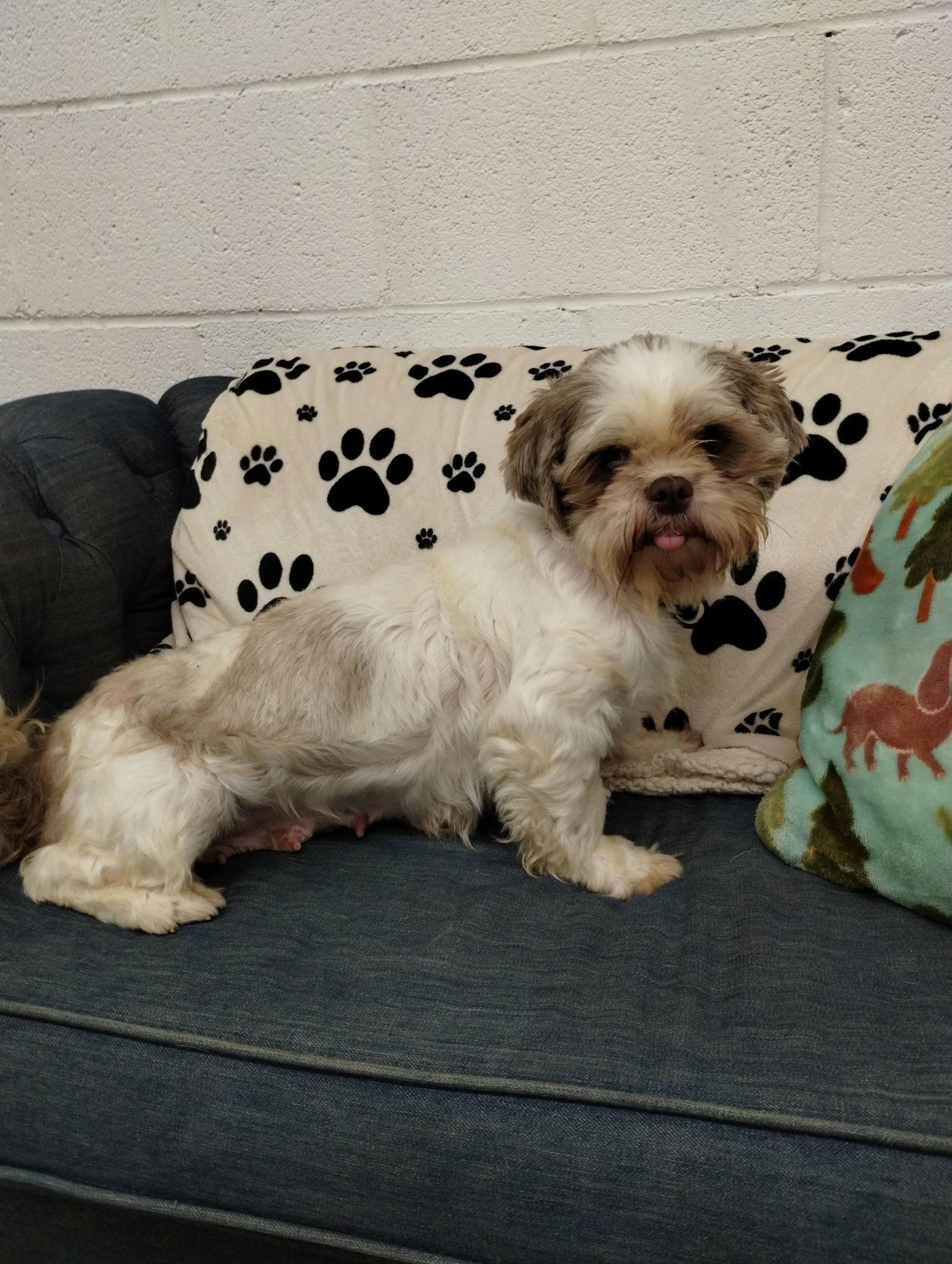 Found pet-2