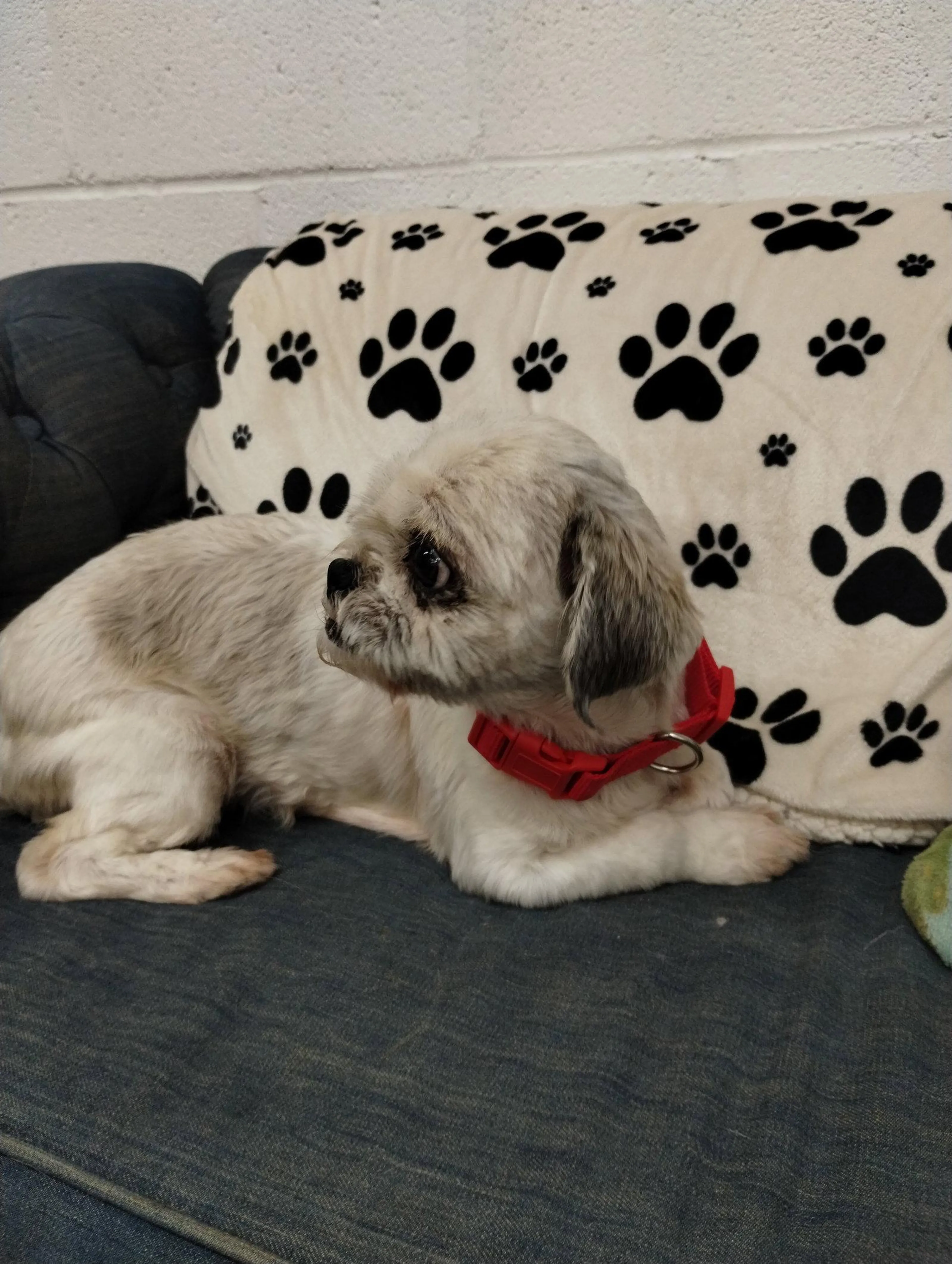 Found pet-2
