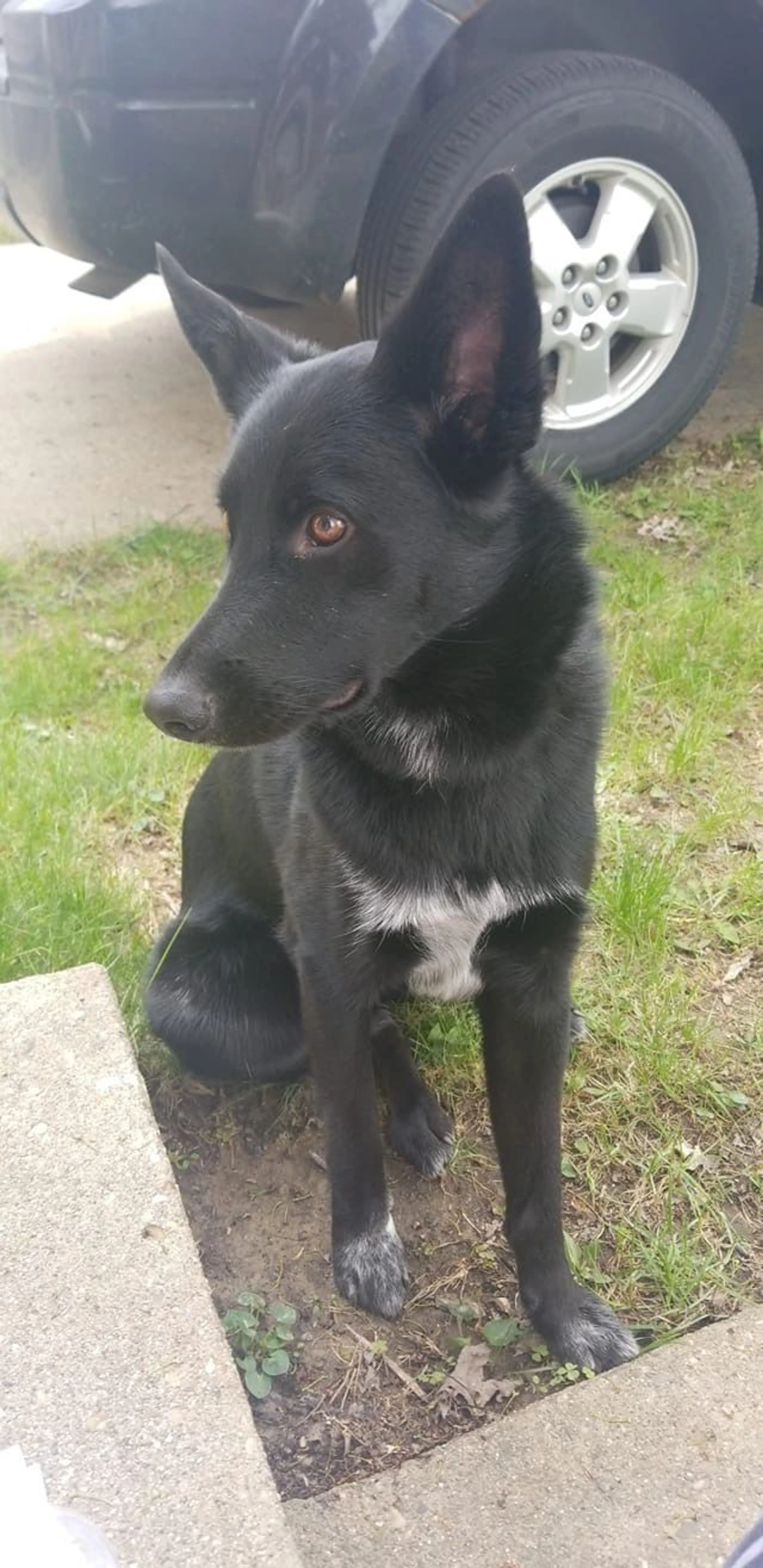 Lost pet