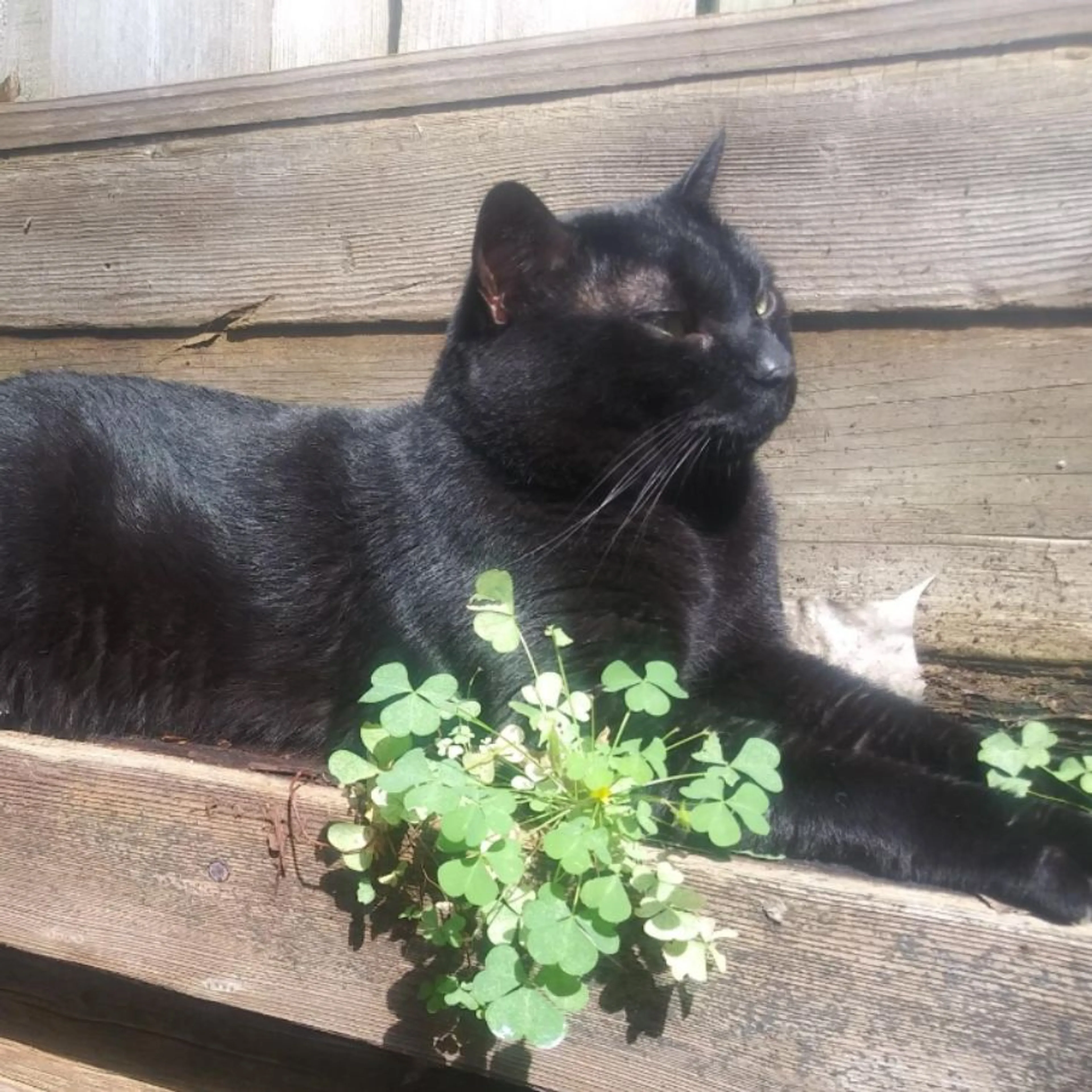 Lost pet