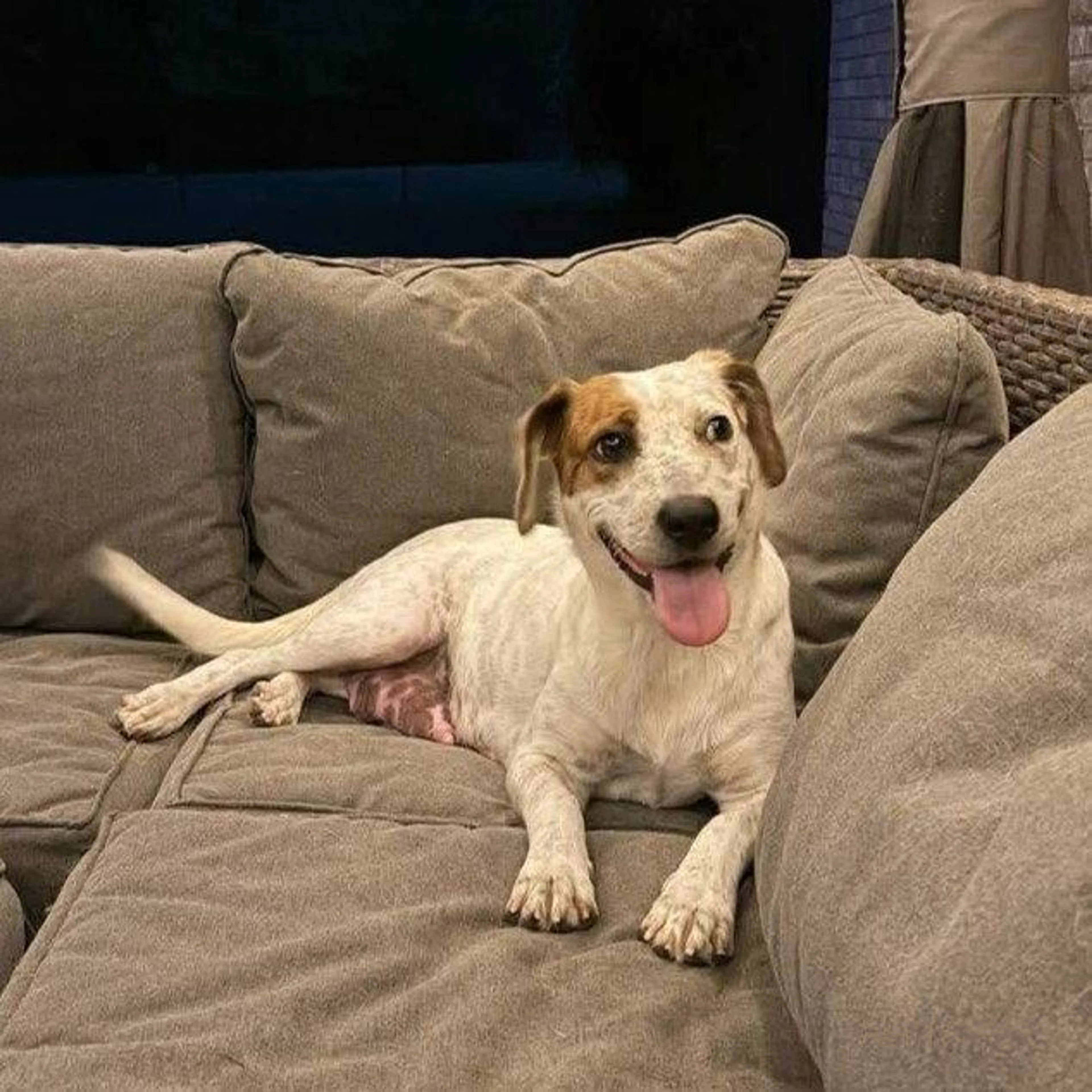 Found pet