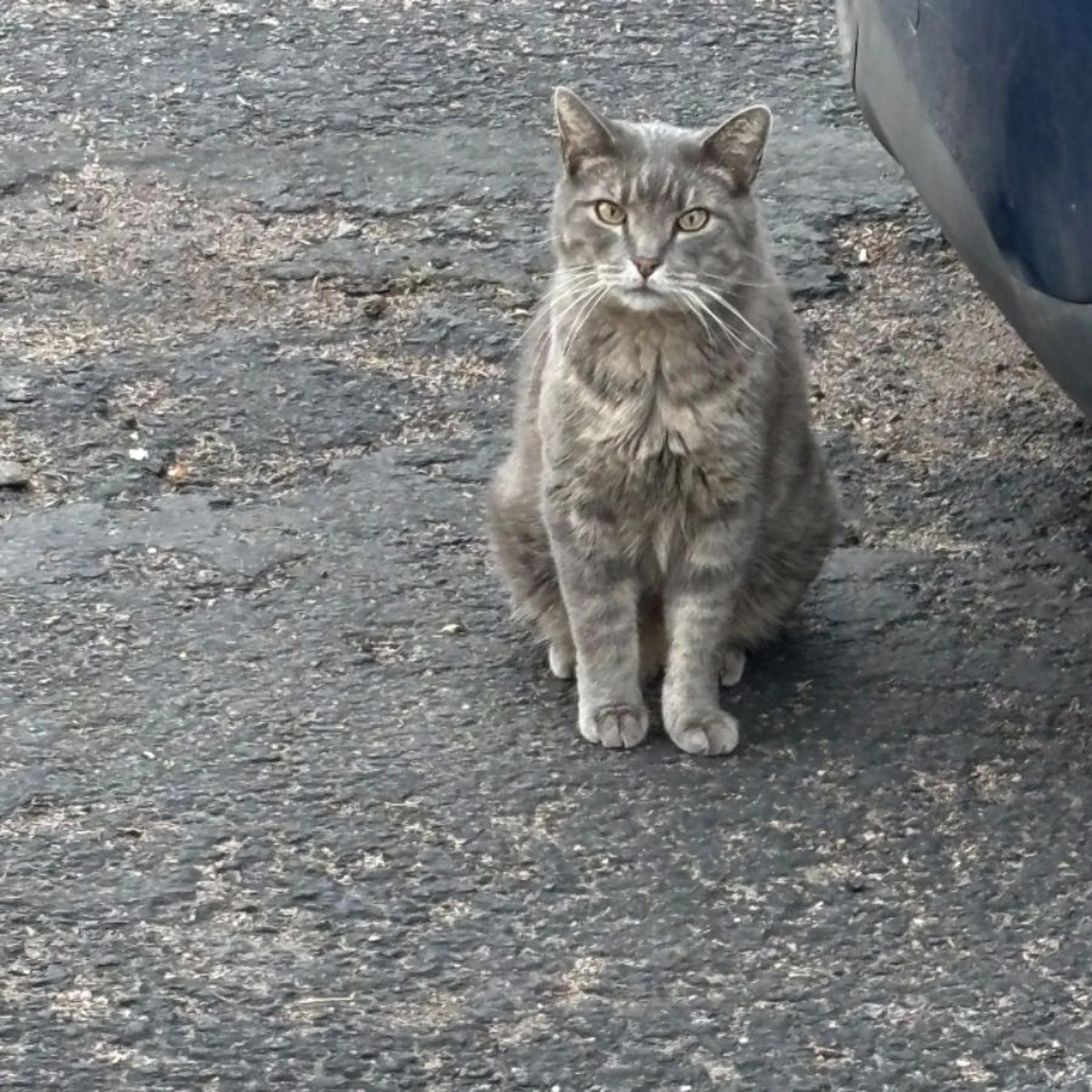 Found pet