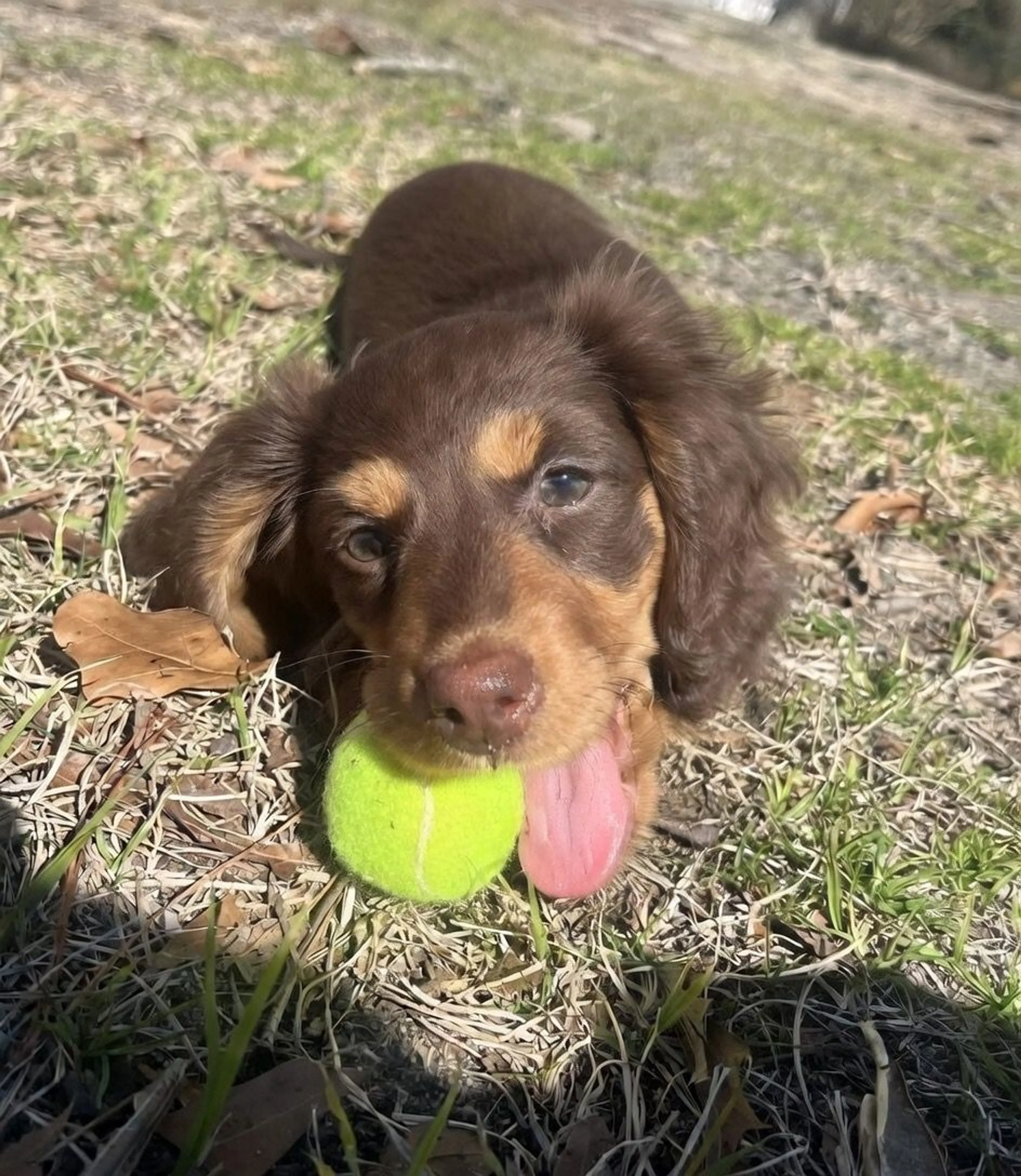 Lost pet-1
