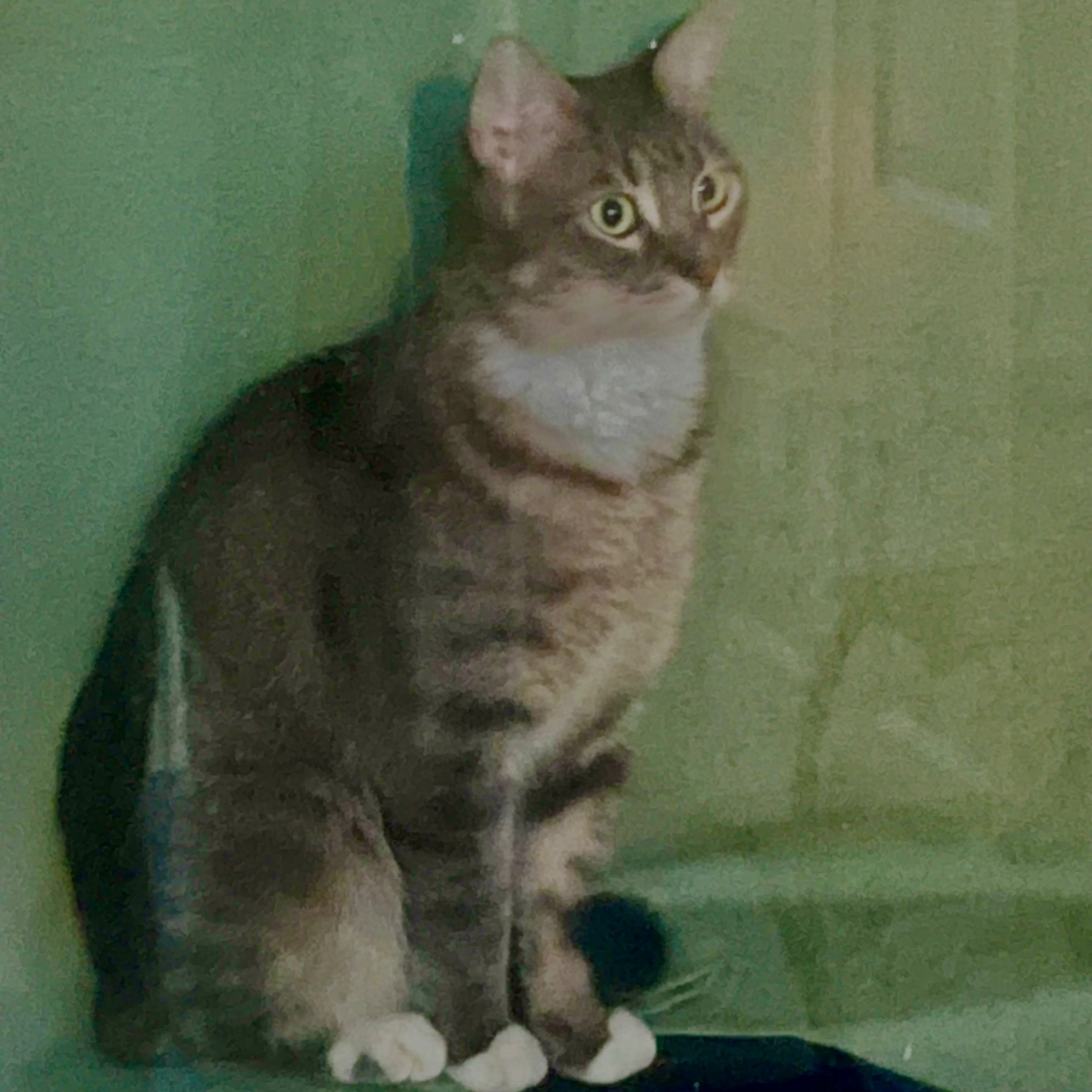 Lost pet-1