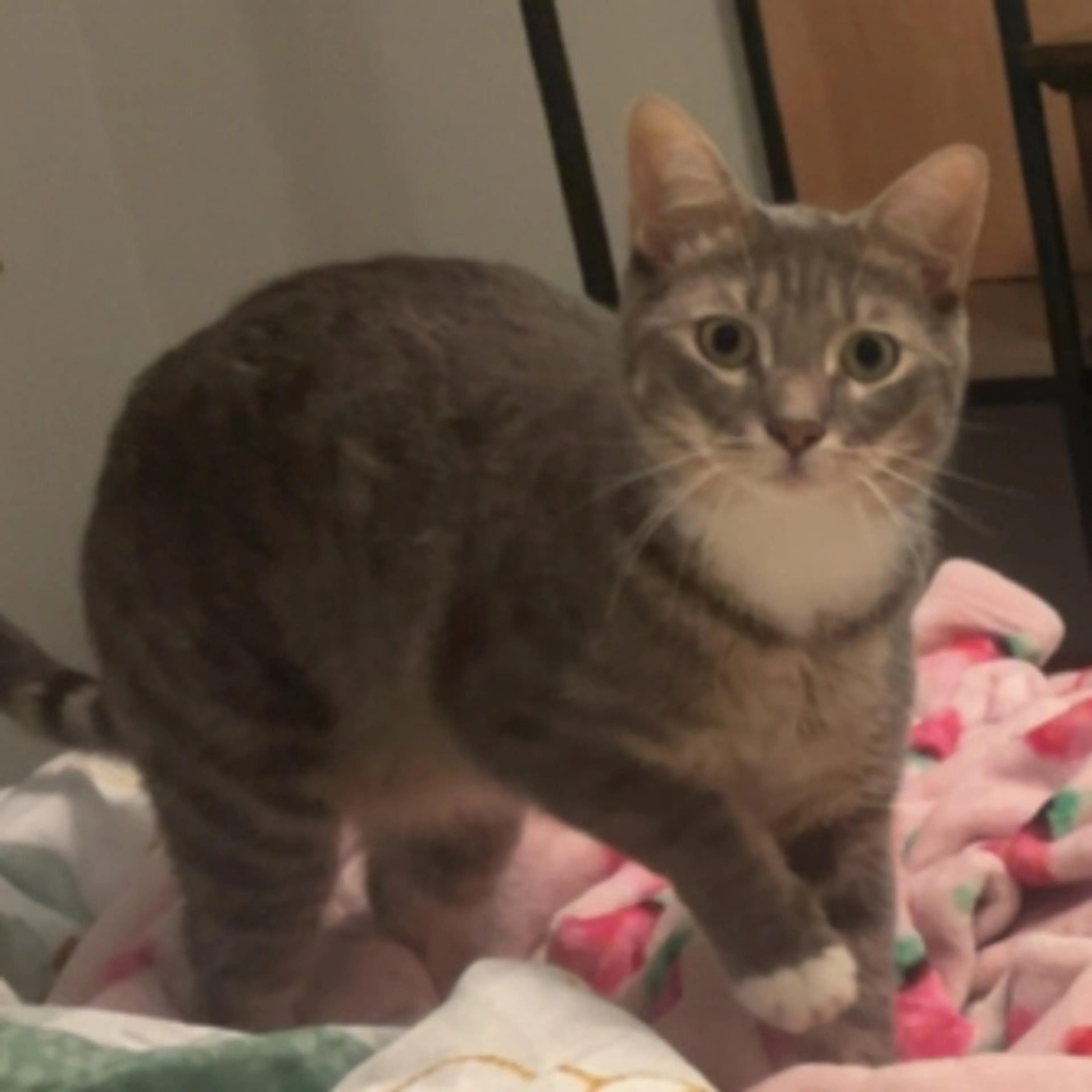 Lost pet-0
