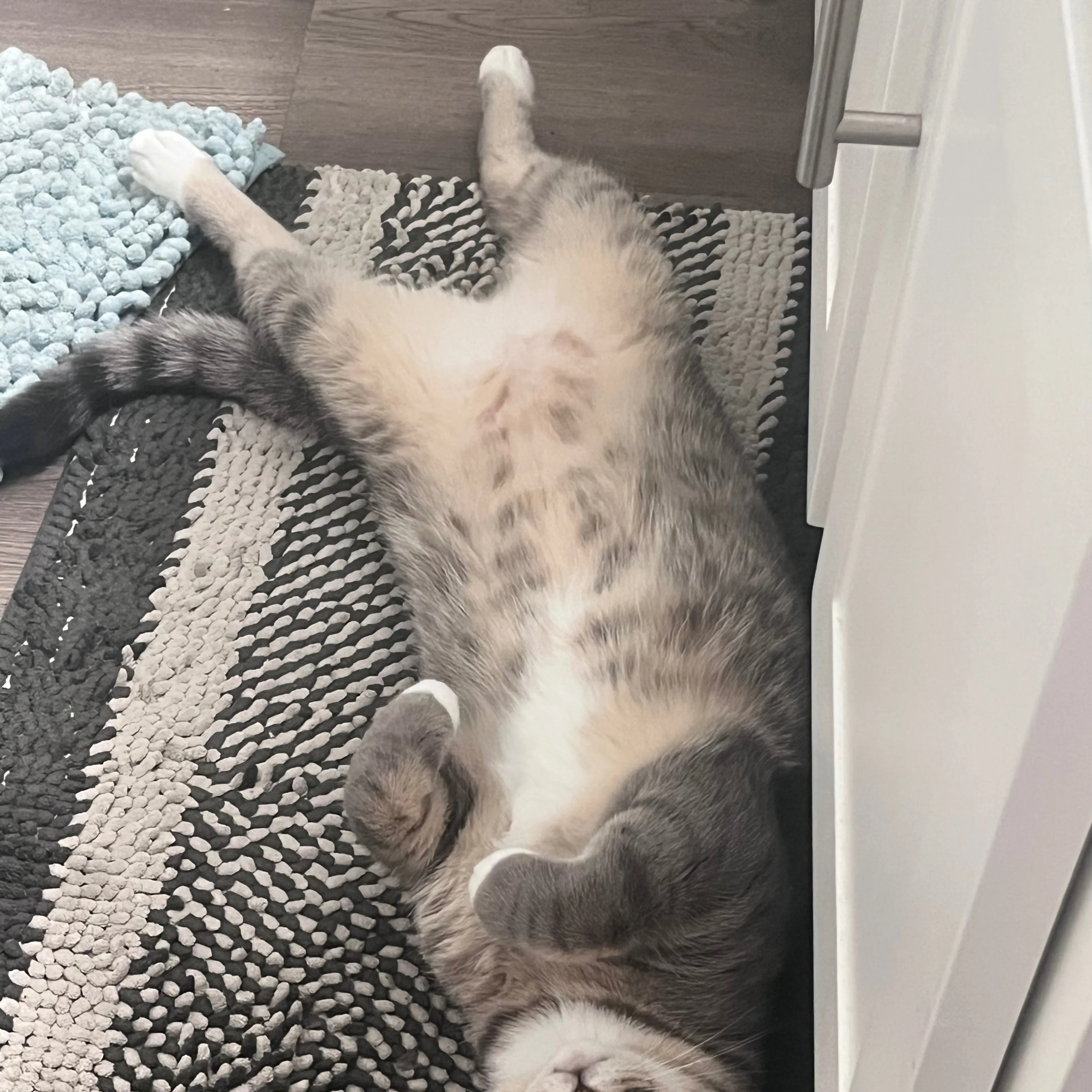 Lost pet-3