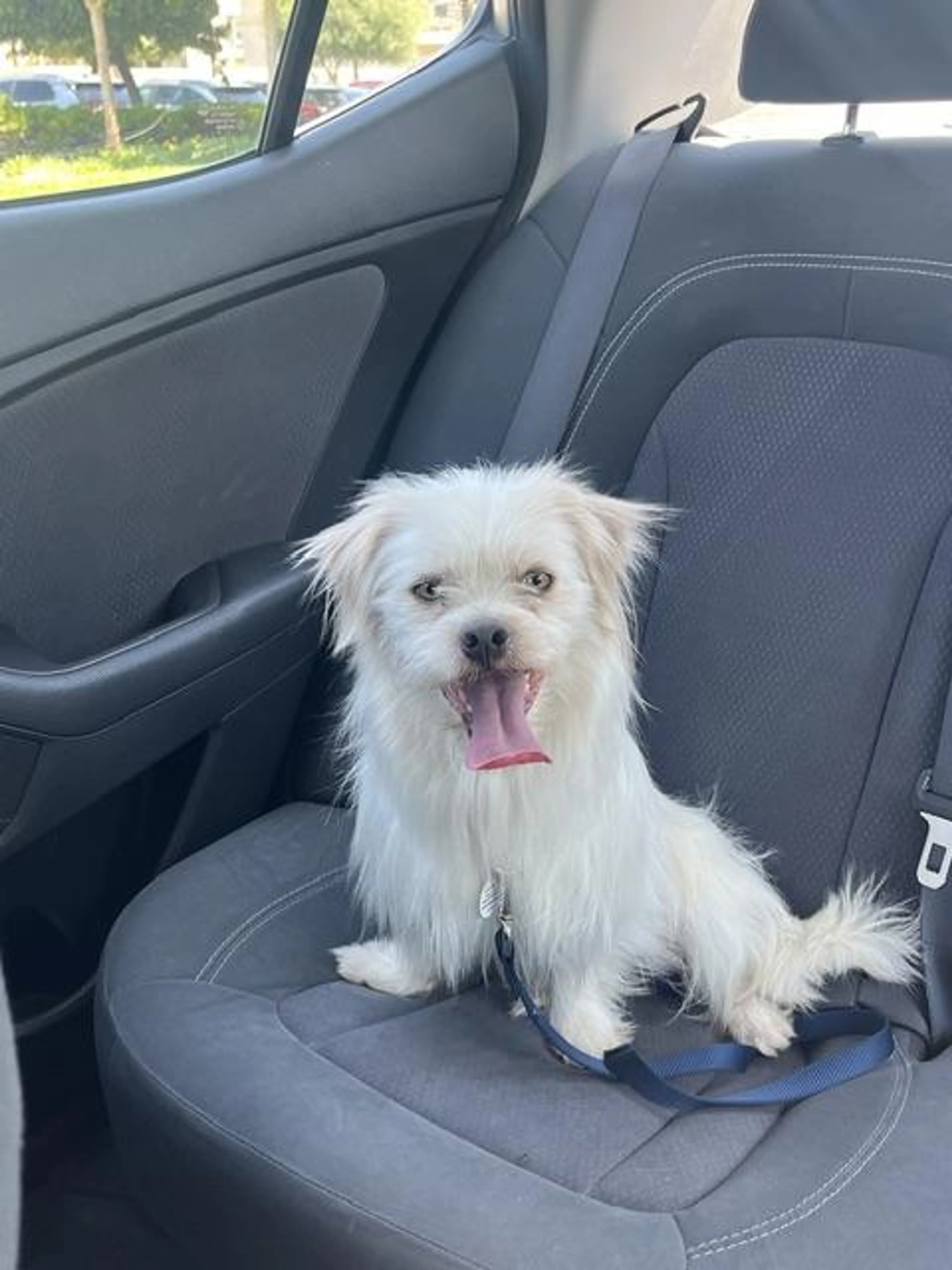Found pet-3