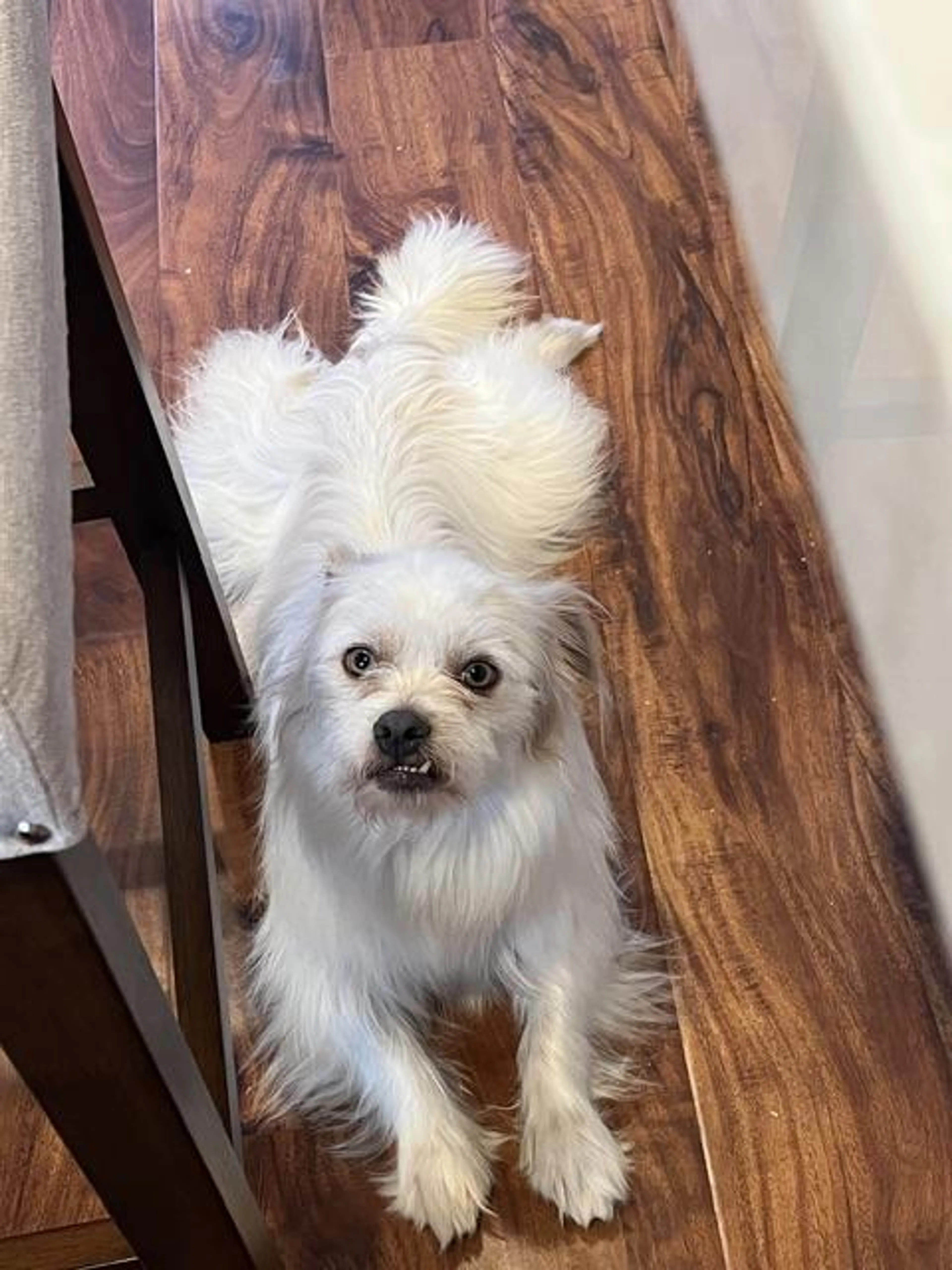 Found pet-2