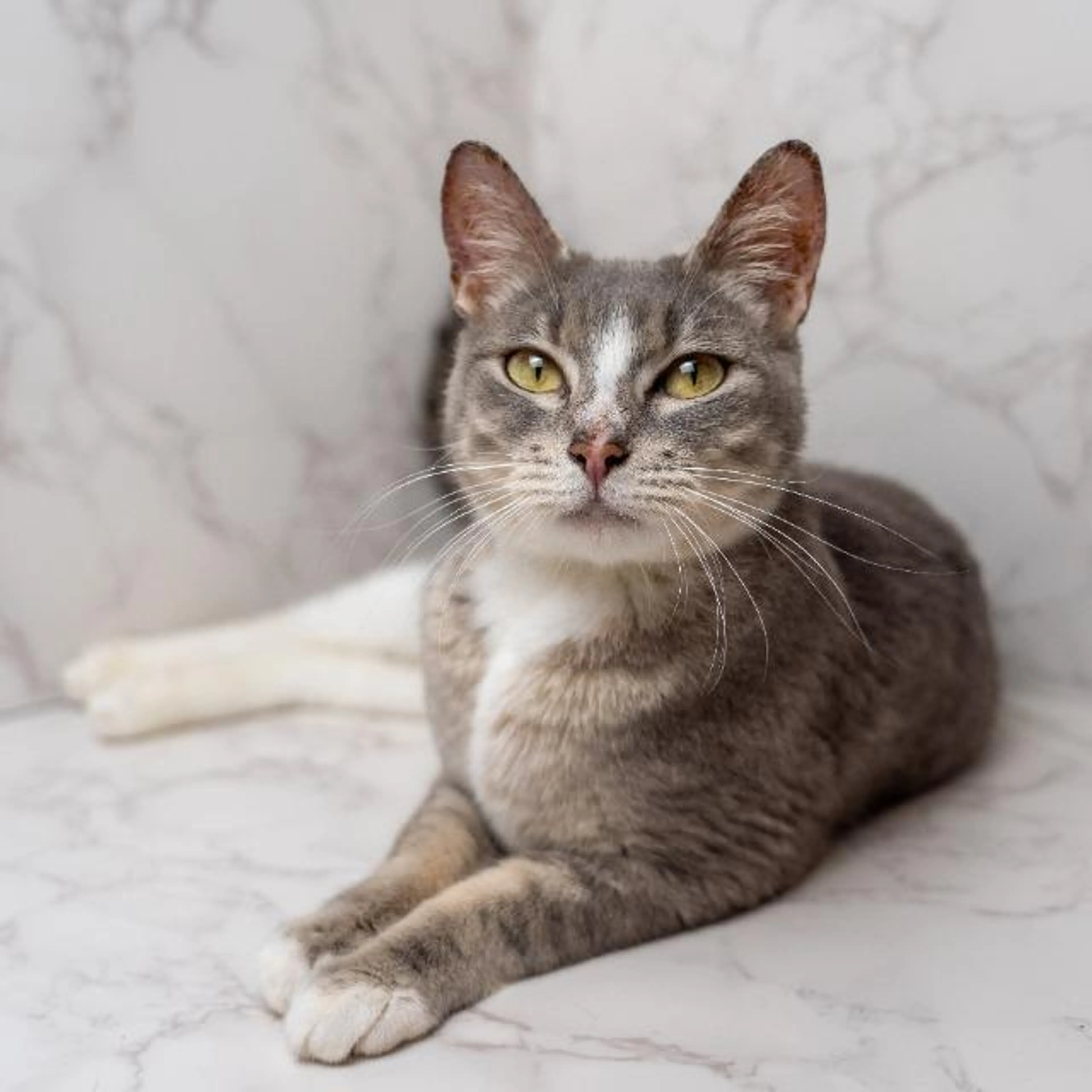 Found pet-3