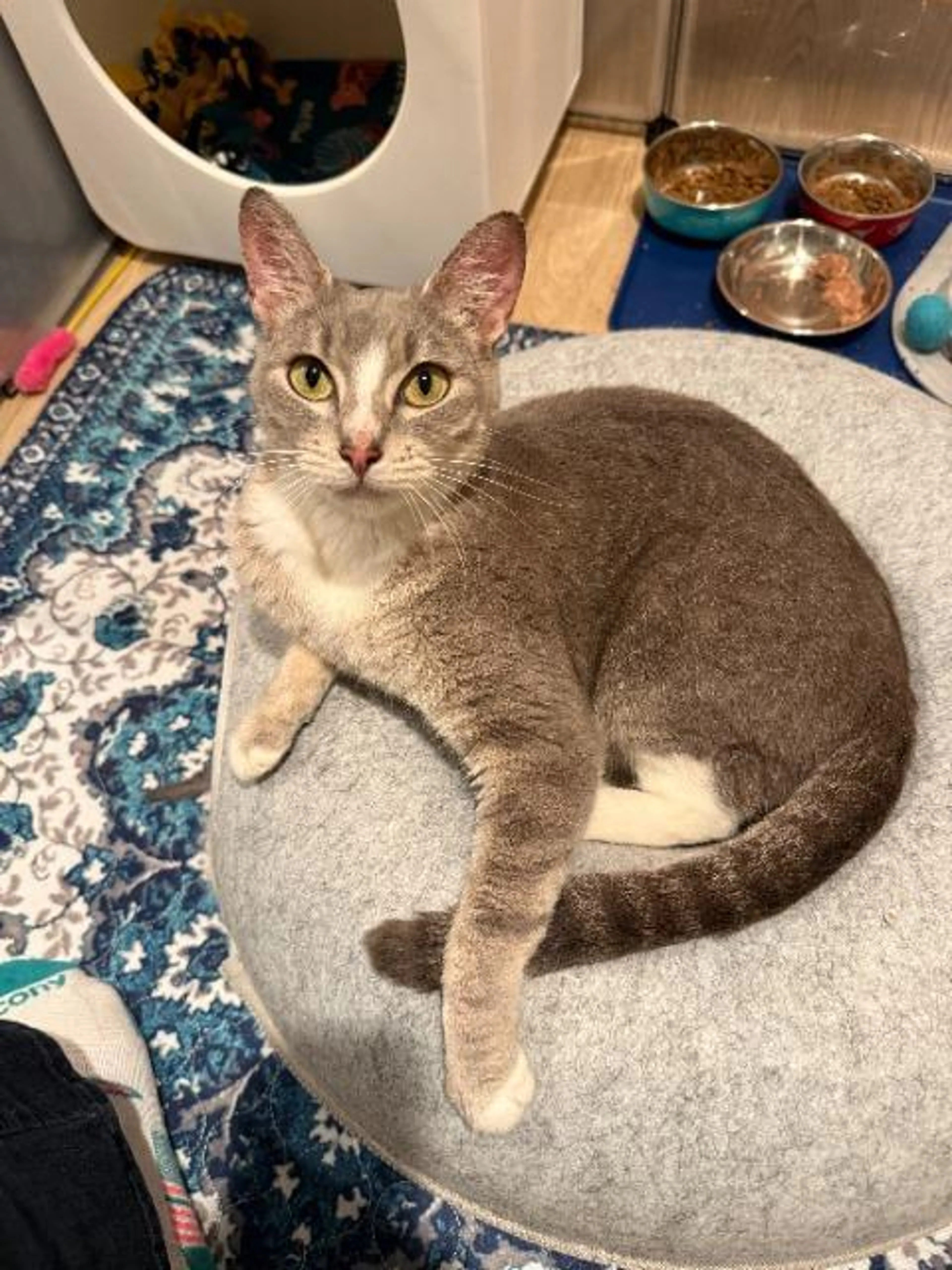 Found pet-4