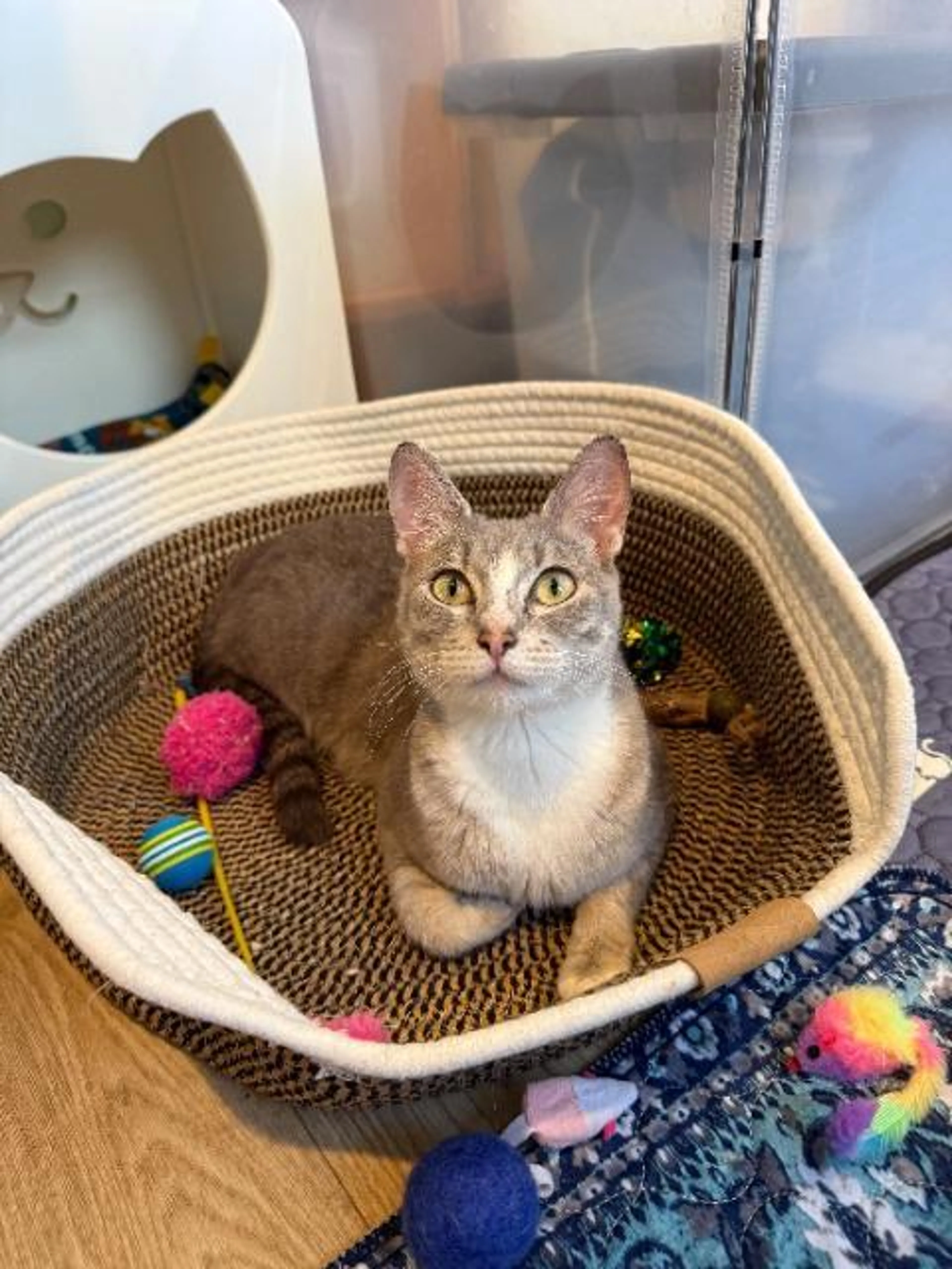 Found pet-1