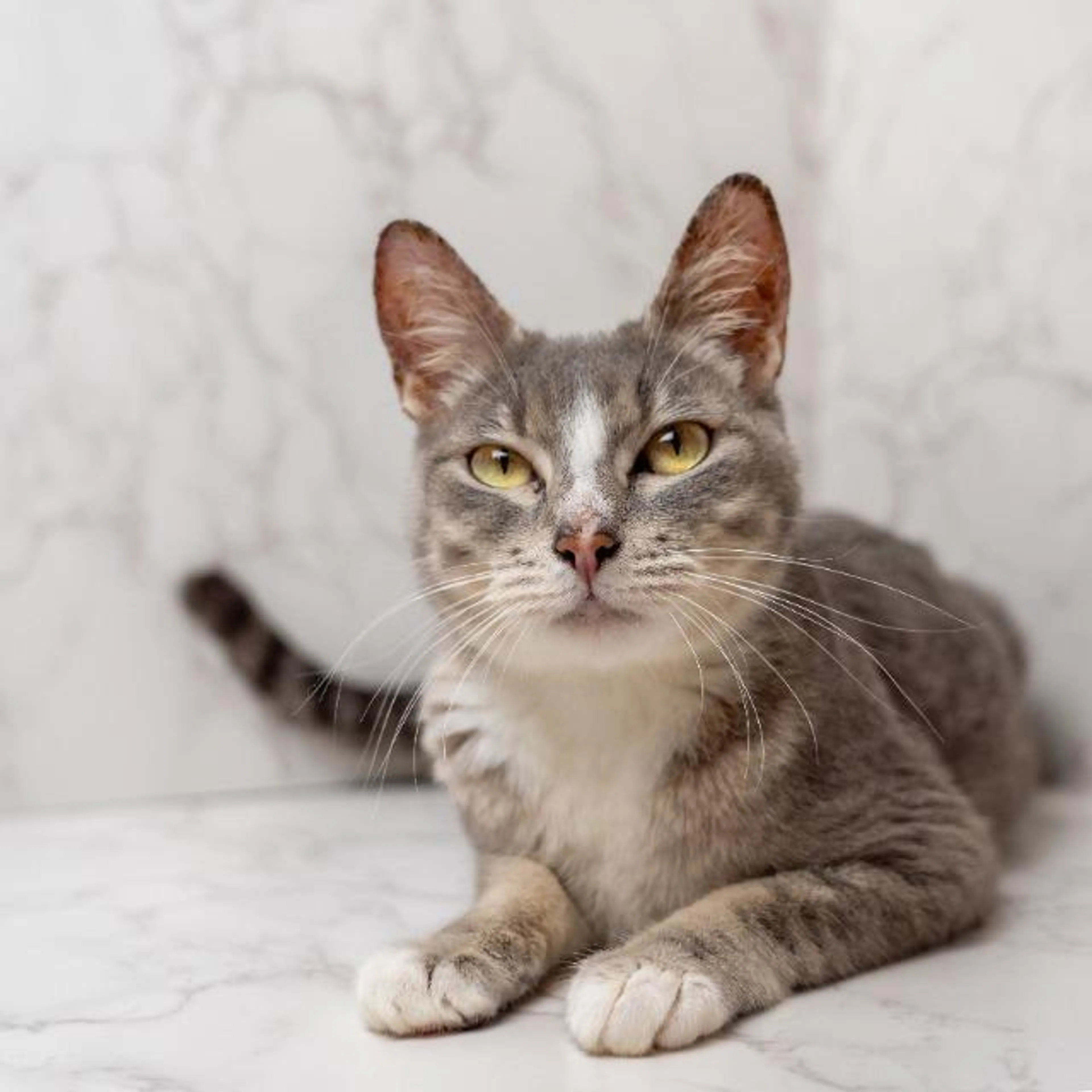Found pet-2