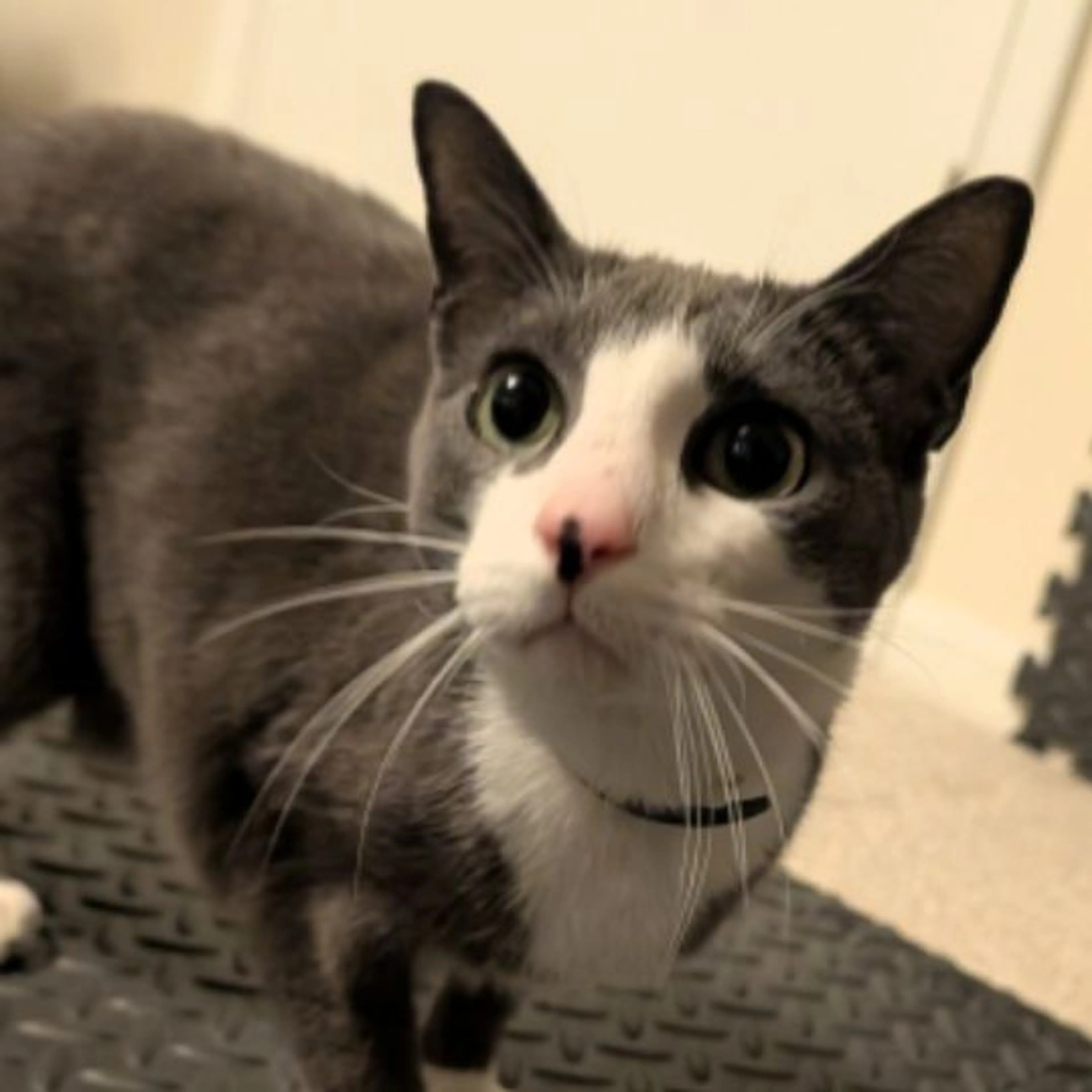 Lost pet