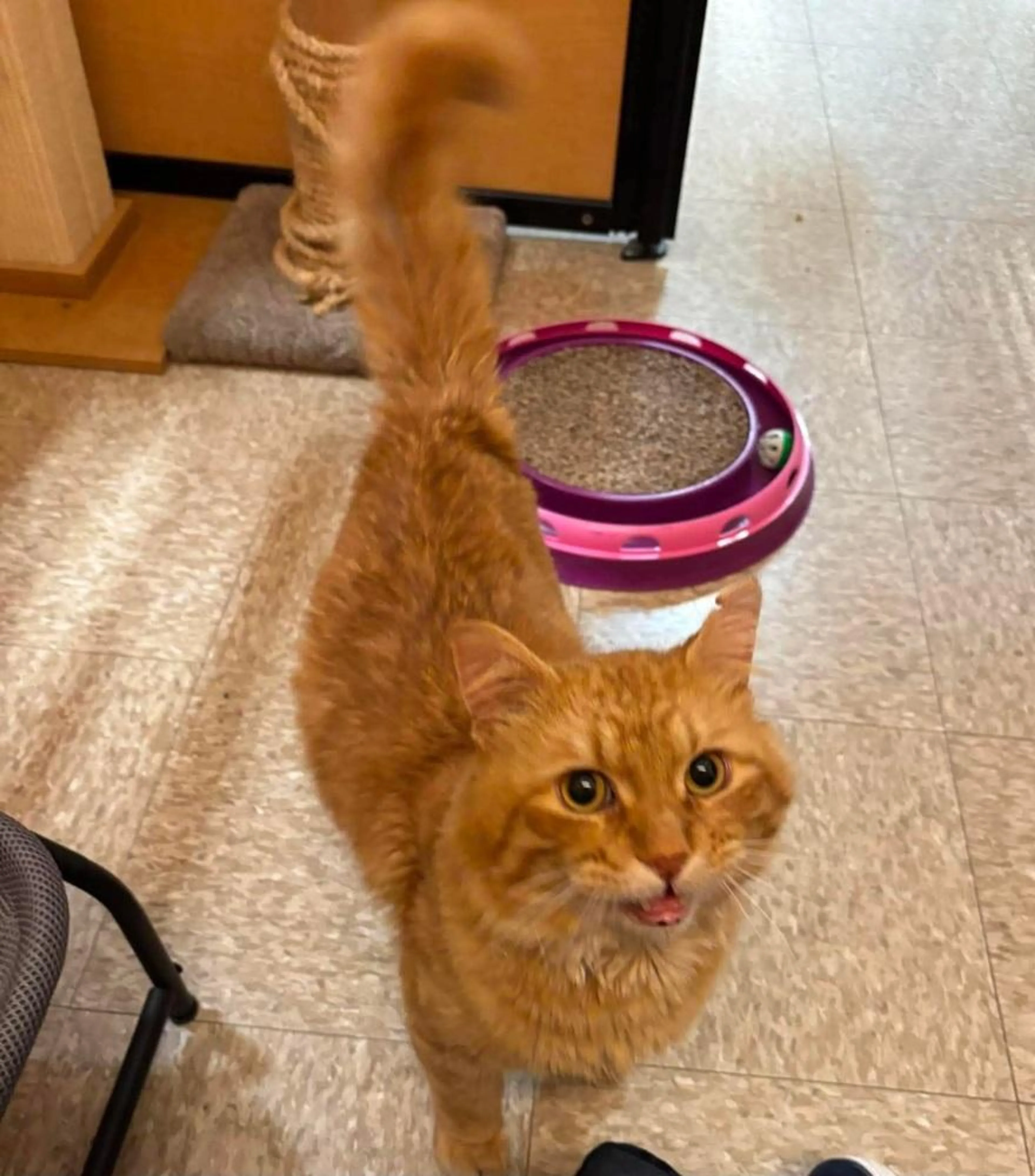 Found pet