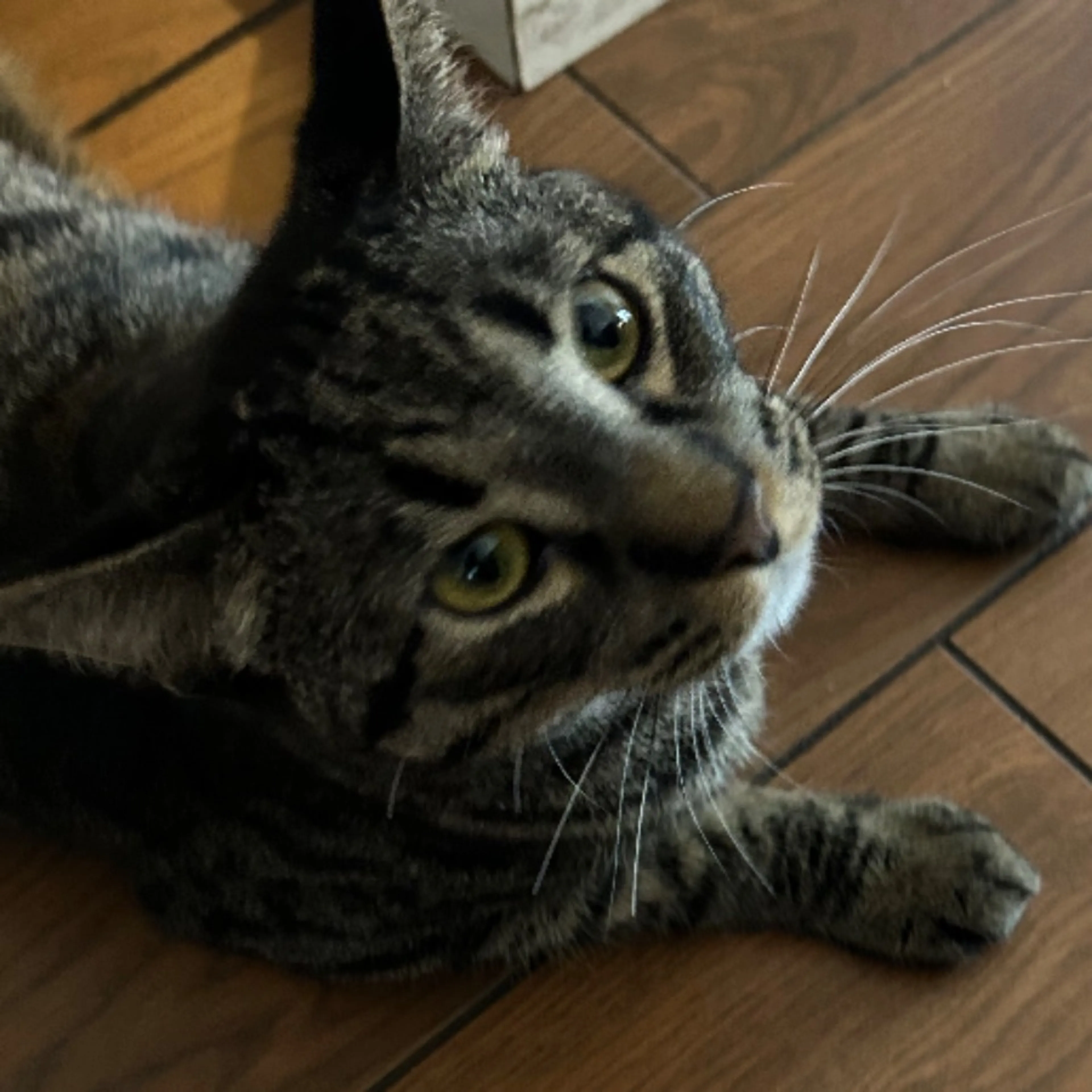 Lost pet-0
