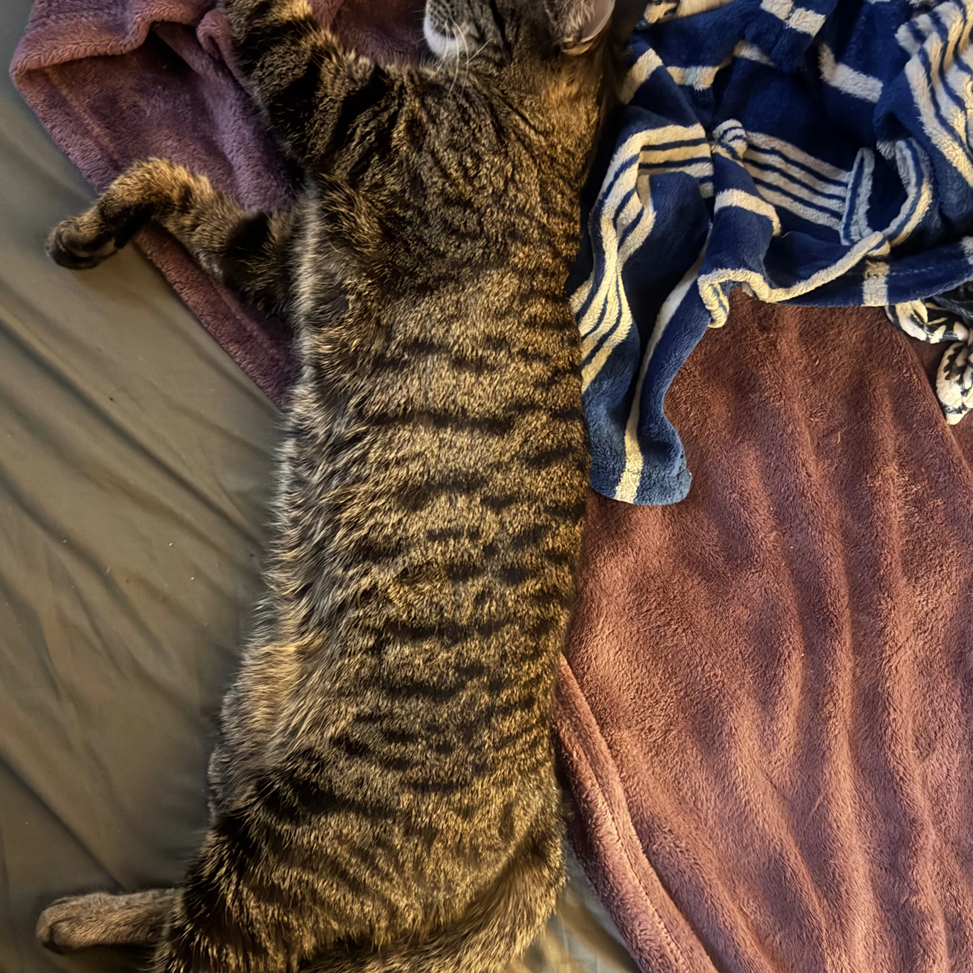 Lost pet-1