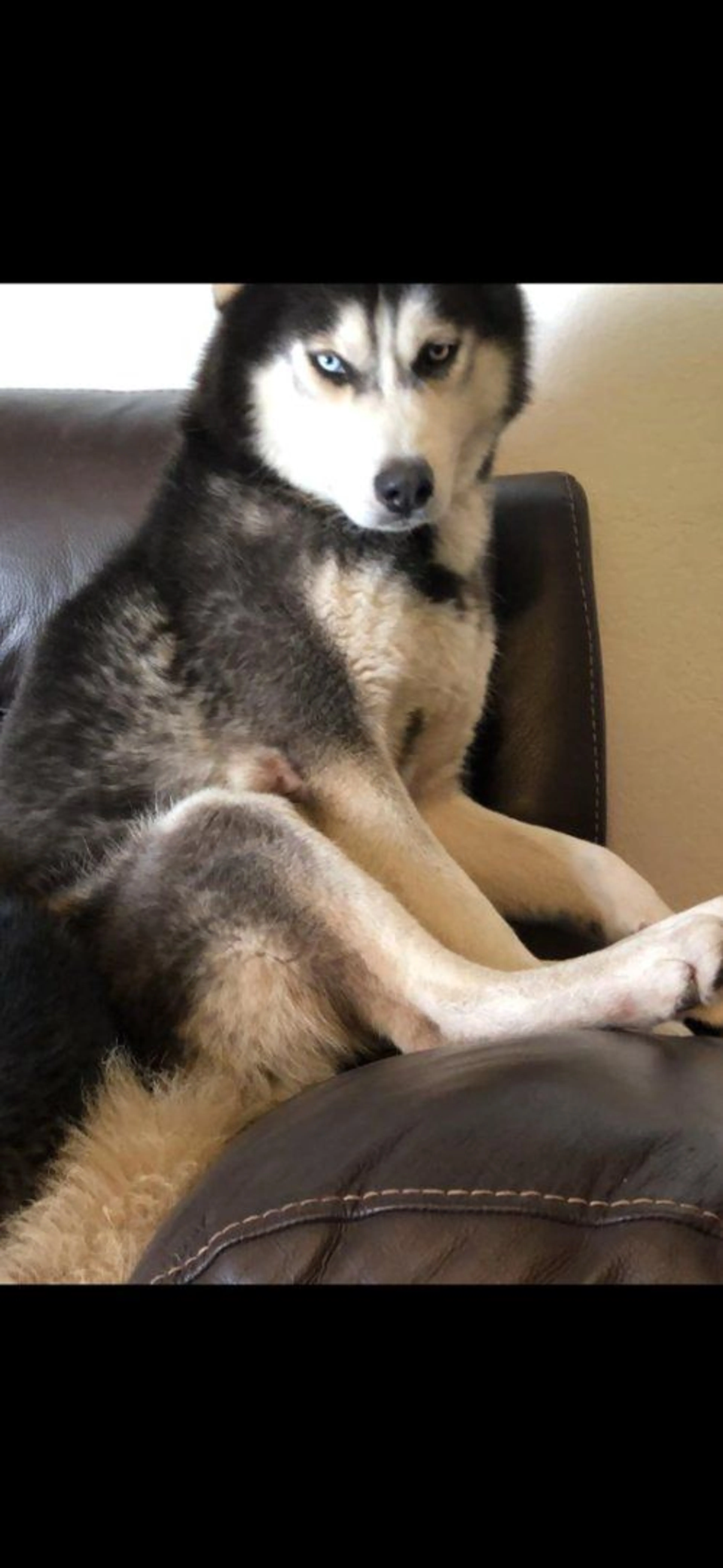 Lost pet