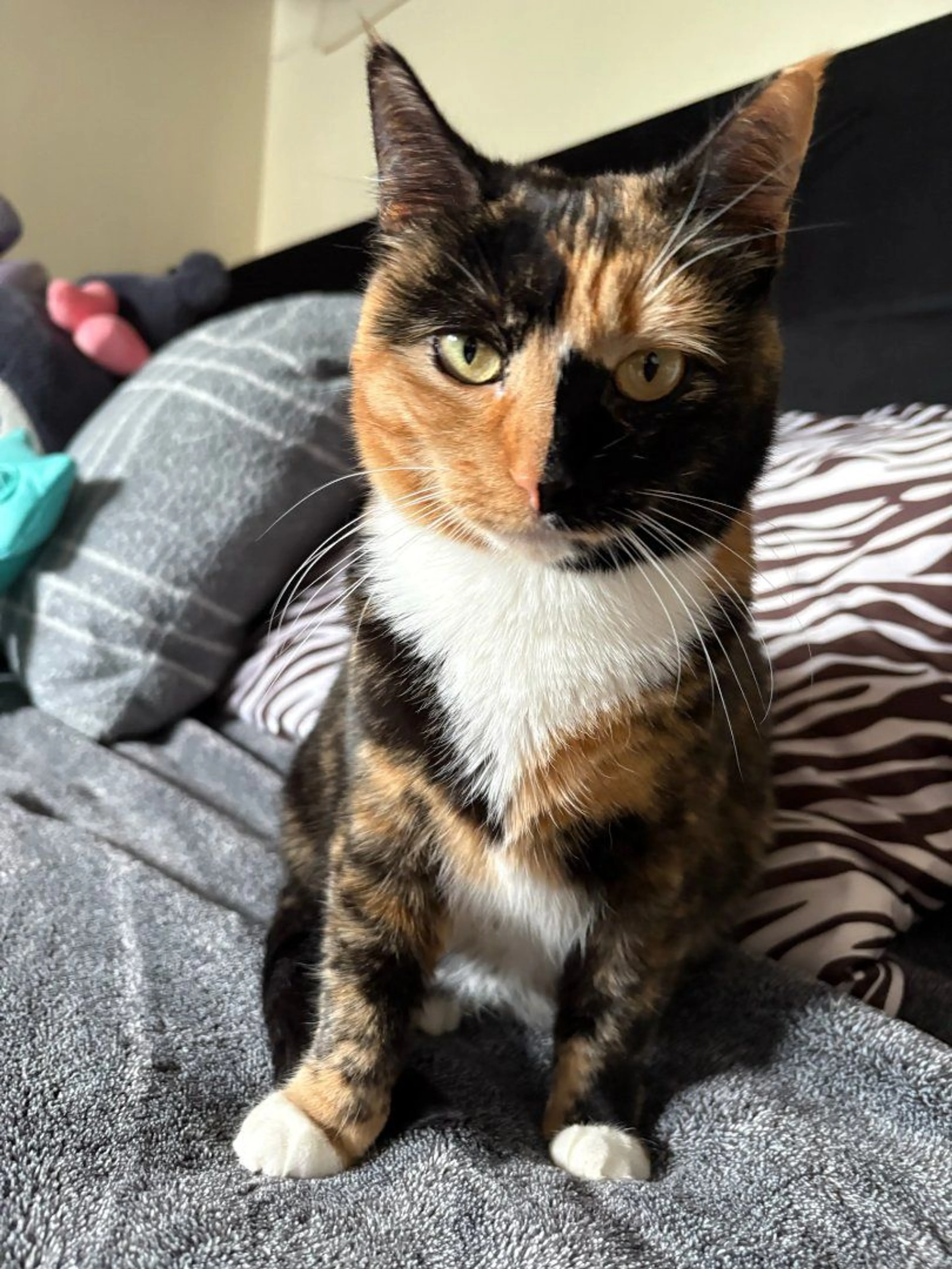 Lost pet