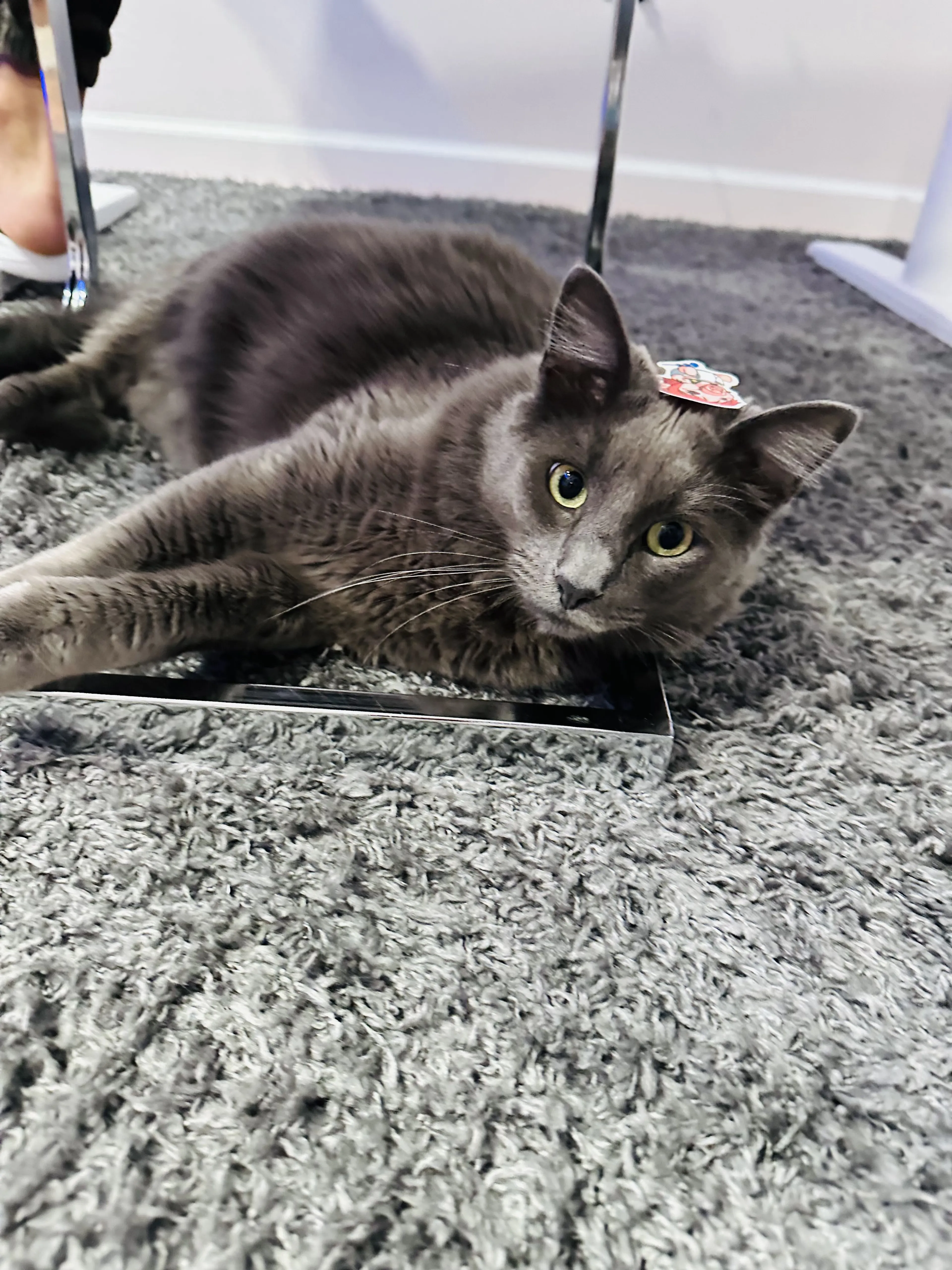 Lost pet