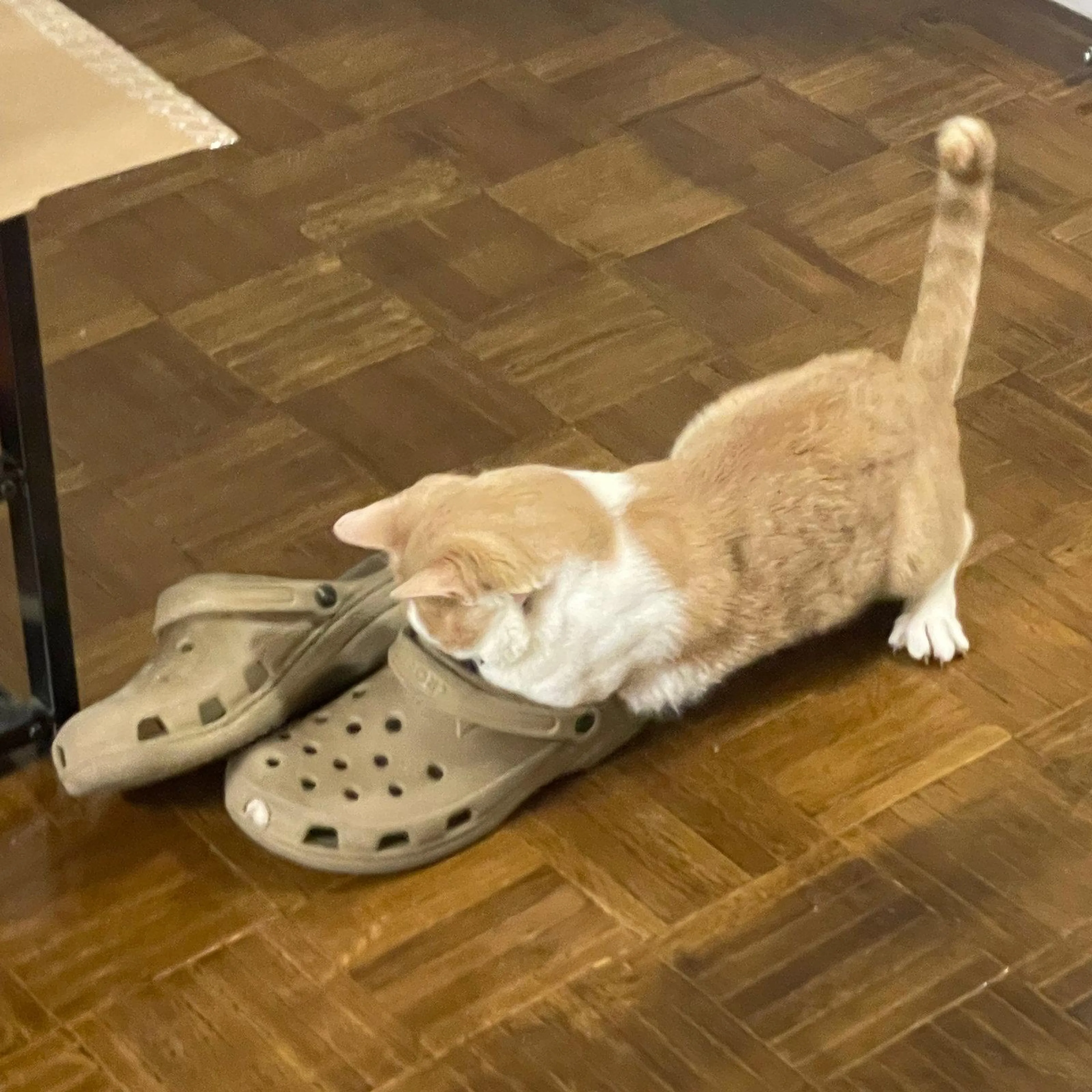 Found pet-2